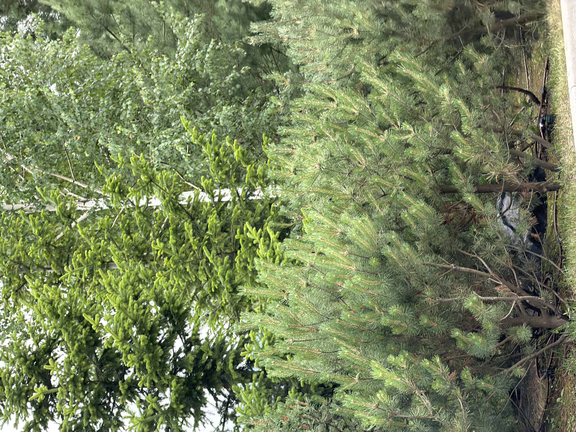 The image displays a dense arrangement of various coniferous and deciduous trees, primarily focused on the foreground and mid-ground. In the foreground, a collection of low-lying pine trees with abundant, green needles is prominent. Their branches spread horizontally, creating a textured layer of foliage. Behind these, taller evergreen trees, likely spruces, rise with their characteristic dense, dark green needles. Further in the background, a birch tree with its distinctive white bark and lighter green foliage is visible, interspersed with more evergreen trees. The ground beneath the trees is covered with a layer of grass and scattered dry leaves, with some visible dark brown hoses or cables on the ground. In the far right of the image, a glimpse of a paved surface, possibly a road or pathway, is present. The overall scene suggests a natural, possibly wooded area within a city park or a residential garden in Озерное (майминский), Russia, characterized by a variety of tree species and a somewhat untamed ground cover.