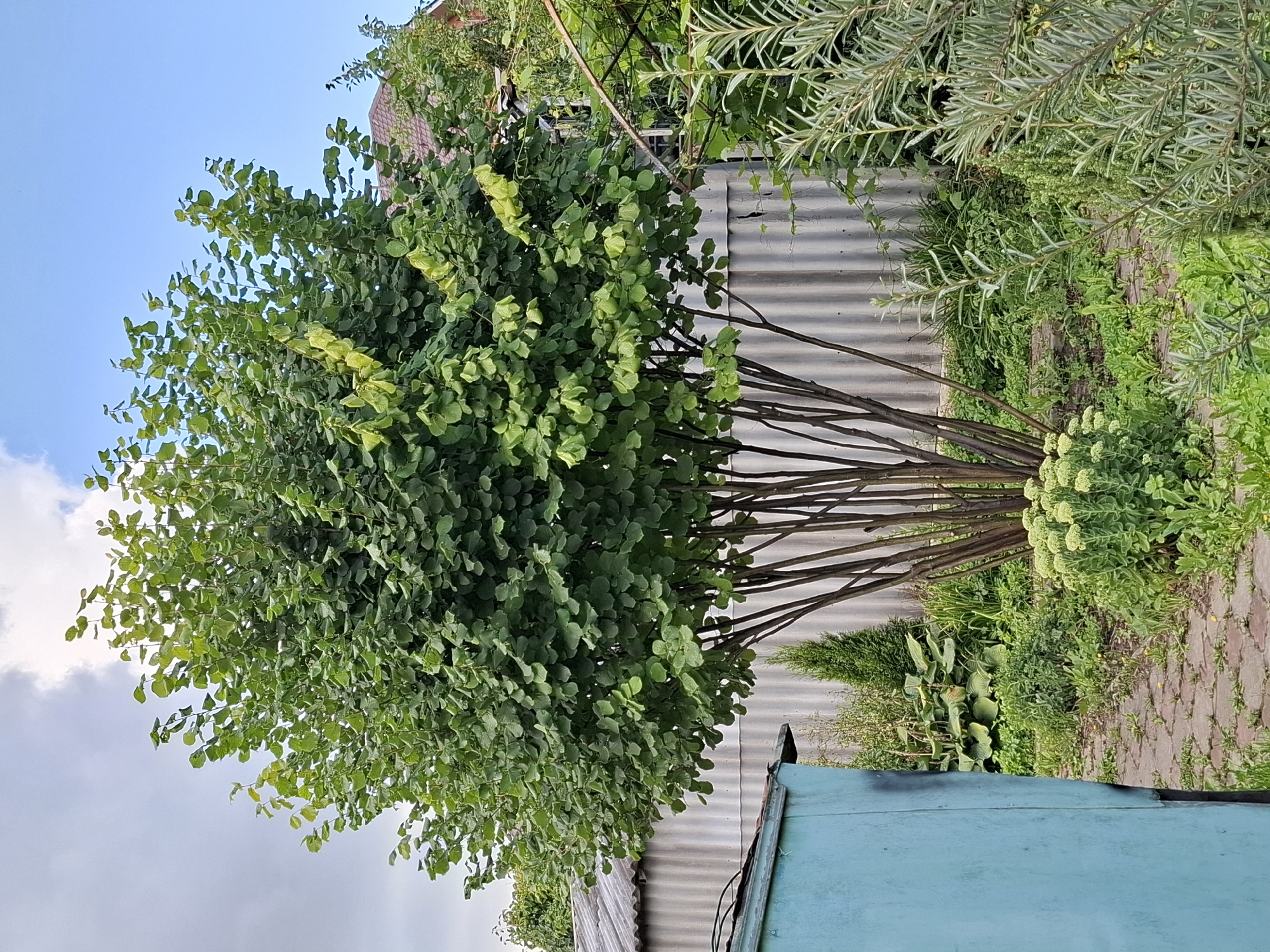A large, multi-stemmed tree with dense green foliage dominates the center of the frame. The tree has a rounded canopy and thin, vertical brown trunks. The ground beneath the tree is covered in small green plants and a stone pathway is visible. To the left of the tree, a portion of a teal-colored structure with a metal roof is present. Behind the tree, a corrugated metal fence runs horizontally across the image, with a residential building with a reddish-brown roof visible in the background on the right. To the right of the tree, there are various plants including a tall, silvery-green shrub with needle-like leaves. The sky above is partly cloudy with patches of blue visible. The scene appears to be a backyard or garden area.