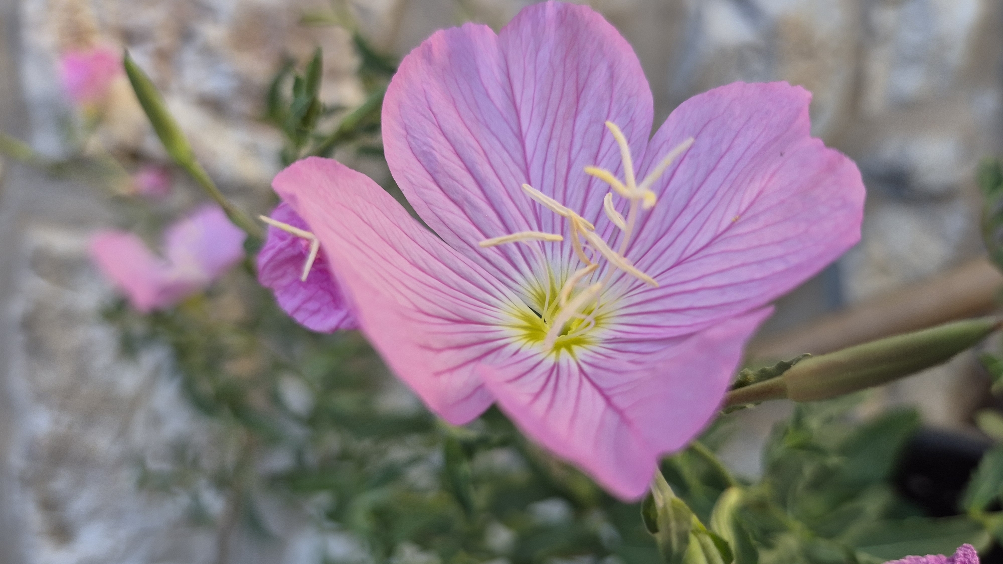 A close-up, vertical, low-angle shot focuses on a bright pink flower with delicate, finely veined petals. The flower's center is a vibrant yellow-green, with slender, pale yellow stamens extending outwards. Behind the main flower, other pink flowers and green foliage are visible, slightly blurred due to the shallow depth of field. The background consists of a textured, greyish-brown surface, possibly a stone wall. A green, elongated bud hangs below the main flower. The lighting suggests it is daytime. The scene is outdoors, in a garden or natural setting. The location is Unkown, Unknown.
