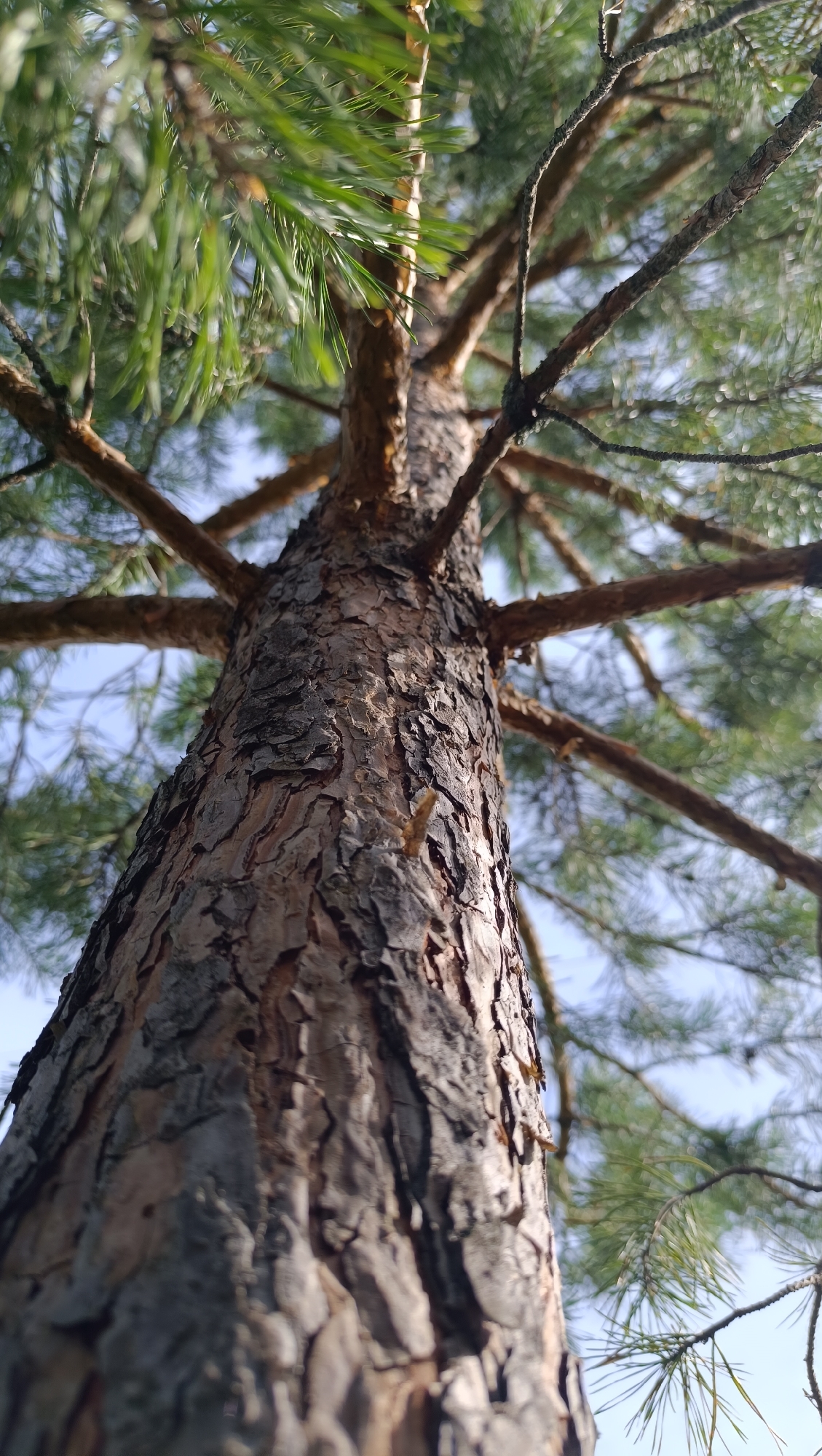 The image is a low-angle, close-up shot of a pine tree trunk and branches. The bark of the trunk is rough and textured, with shades of brown and gray. Several branches extend outwards, some bare and others covered in green pine needles. The background consists of a light blue sky, with some of the pine needles and branches appearing out of focus. There are no people or any other objects visible in the image. The scene appears to be outdoors in a natural environment. The location of Karsha, Russia is not discernible from the visual information in the image.