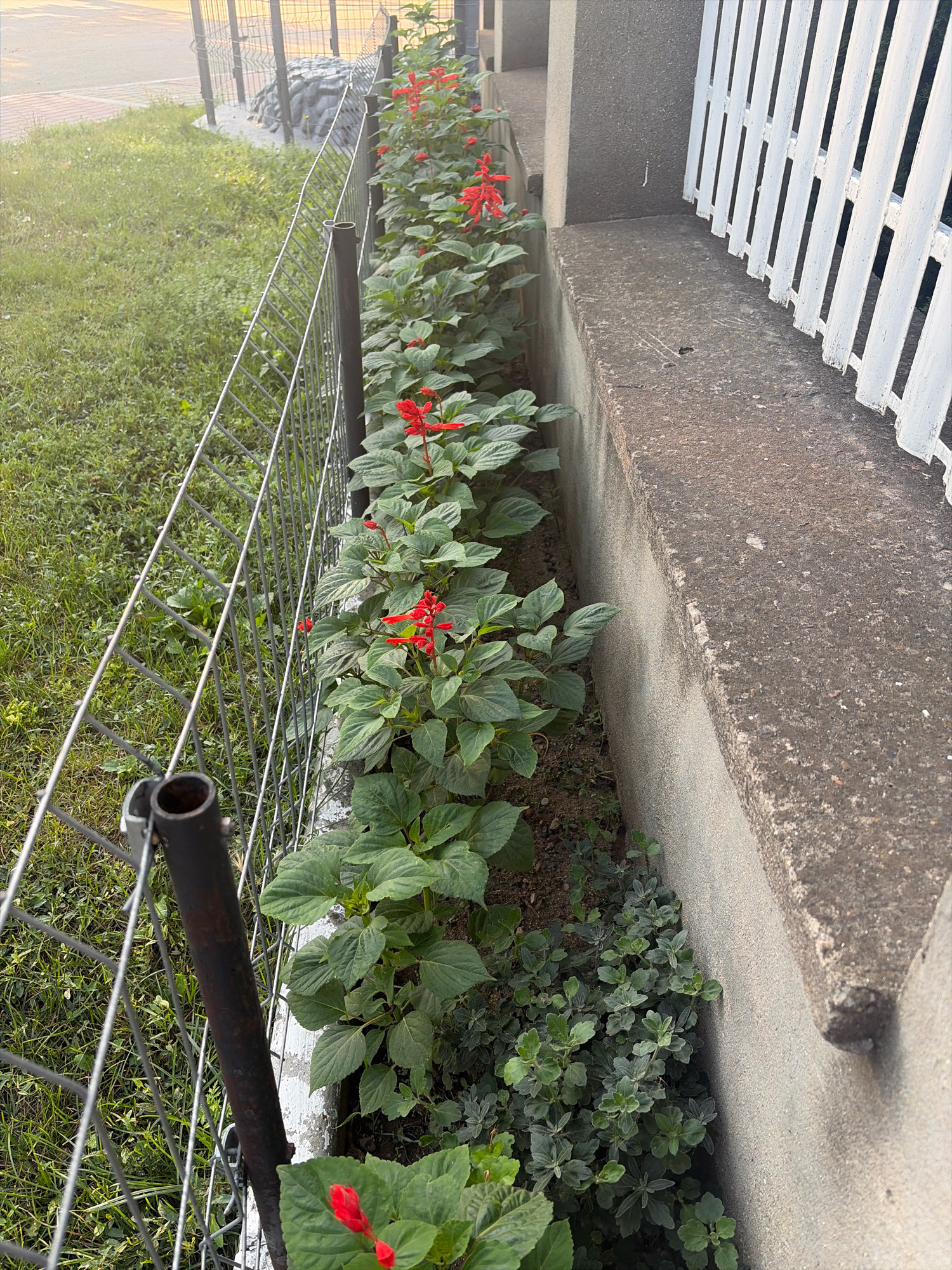The image depicts an outdoor scene in Oxentea, Moldova, featuring a row of vibrant red flowers with lush green foliage. These plants are situated along a concrete wall or planter box, to the right of a metal fence. The fence appears to be made of wire mesh with dark metal posts, one of which is visible in the foreground, showing signs of rust. Beyond the fence, a grassy area is present, with a pathway or road visible in the upper left corner. The lighting suggests it may be late afternoon or early morning, with soft sunlight casting a gentle glow. The background also shows a white, slatted structure, possibly a decorative fence or railing, attached to the concrete wall. No people are visible in the image.