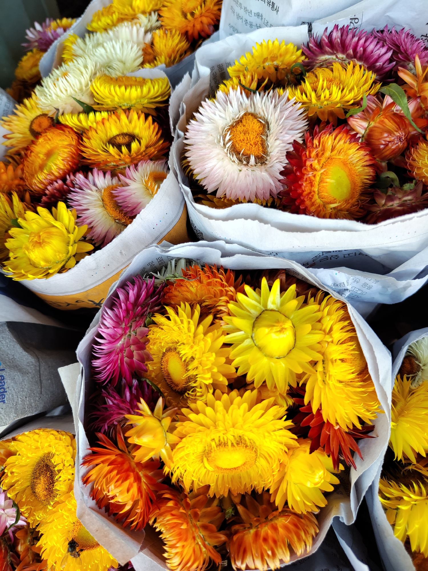 The image showcases a collection of vibrant bouquets of strawflowers wrapped in newspaper, a common sight in the city of Da Lat, Vietnam, known for its flower industry. The flowers are arranged in tightly packed bundles, with colors ranging from yellow and orange to pink and white. The rough texture of the paper contrasts with the delicate petals of the flowers. The bouquets are clustered together, indicating a possible marketplace or shop setting.