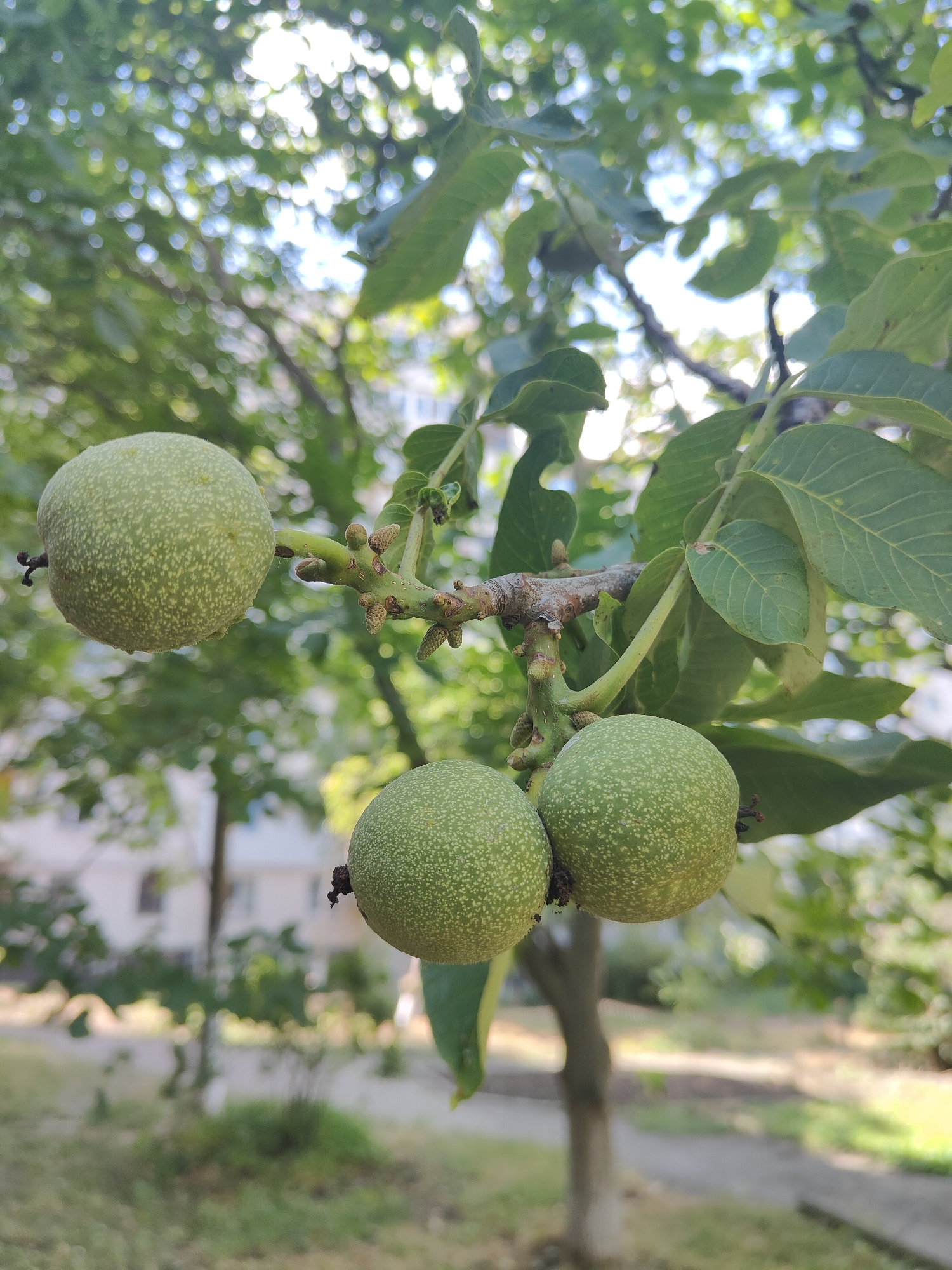 Four unripe walnuts are visible on a tree branch. The walnuts are round and green with a speckled texture. Two walnuts are clustered together on the right side of the branch, and another is to the left. A fifth walnut is partially visible at the bottom right edge of the frame. The branch is thin and brown, with small buds and developing catkins also present. The background is a blur of green leaves and dappled sunlight, suggesting an outdoor setting. In the distance, blurred out buildings and trees indicate an urban or suburban environment, consistent with the city of Chornomorsk, Ukraine. No people are present in the image.
