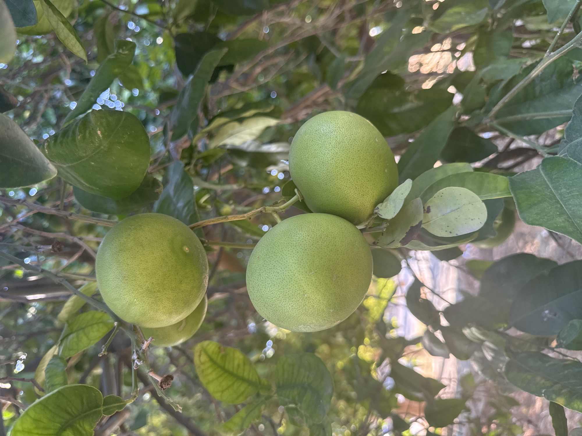 A close-up, vertical shot captures a cluster of green citrus fruits, likely grapefruits or pomelos, hanging from a tree branch. The fruits are round and a pale green color, with a slightly textured skin. Several large, glossy green leaves surround the fruits, some of which are slightly out of focus. The background consists of more foliage and branches, with soft, bokeh-like circles of light filtering through, suggesting sunlight. The overall impression is a natural, outdoor scene, possibly a garden or orchard. There are no people or animals visible in the image. The scene does not provide any specific visual cues to indicate a precise location within Limassol, Cyprus, beyond being an outdoor, arboreal setting.