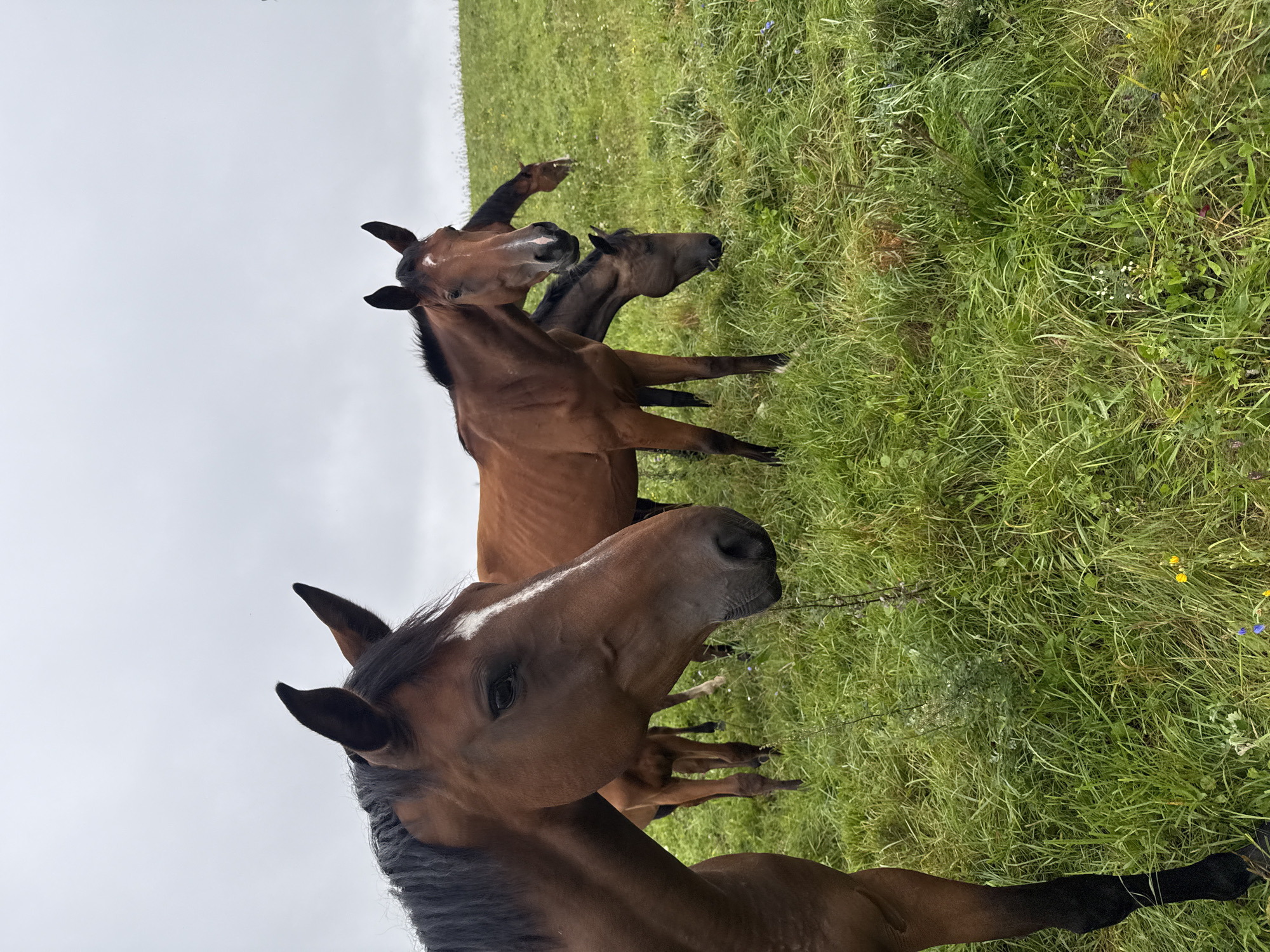 A herd of brown horses is grazing in a grassy field under a cloudy sky. In the foreground, a horse's head and neck are visible on the left side of the frame, with its mane appearing dark brown. Behind it, another horse is standing, facing slightly to the right. Further back, more horses are scattered across the green slope. The grass is tall and lush, with some small yellow and blue wildflowers interspersed. The overall impression is of a peaceful, rural scene. The location is identified as Galinė, Lithuania.