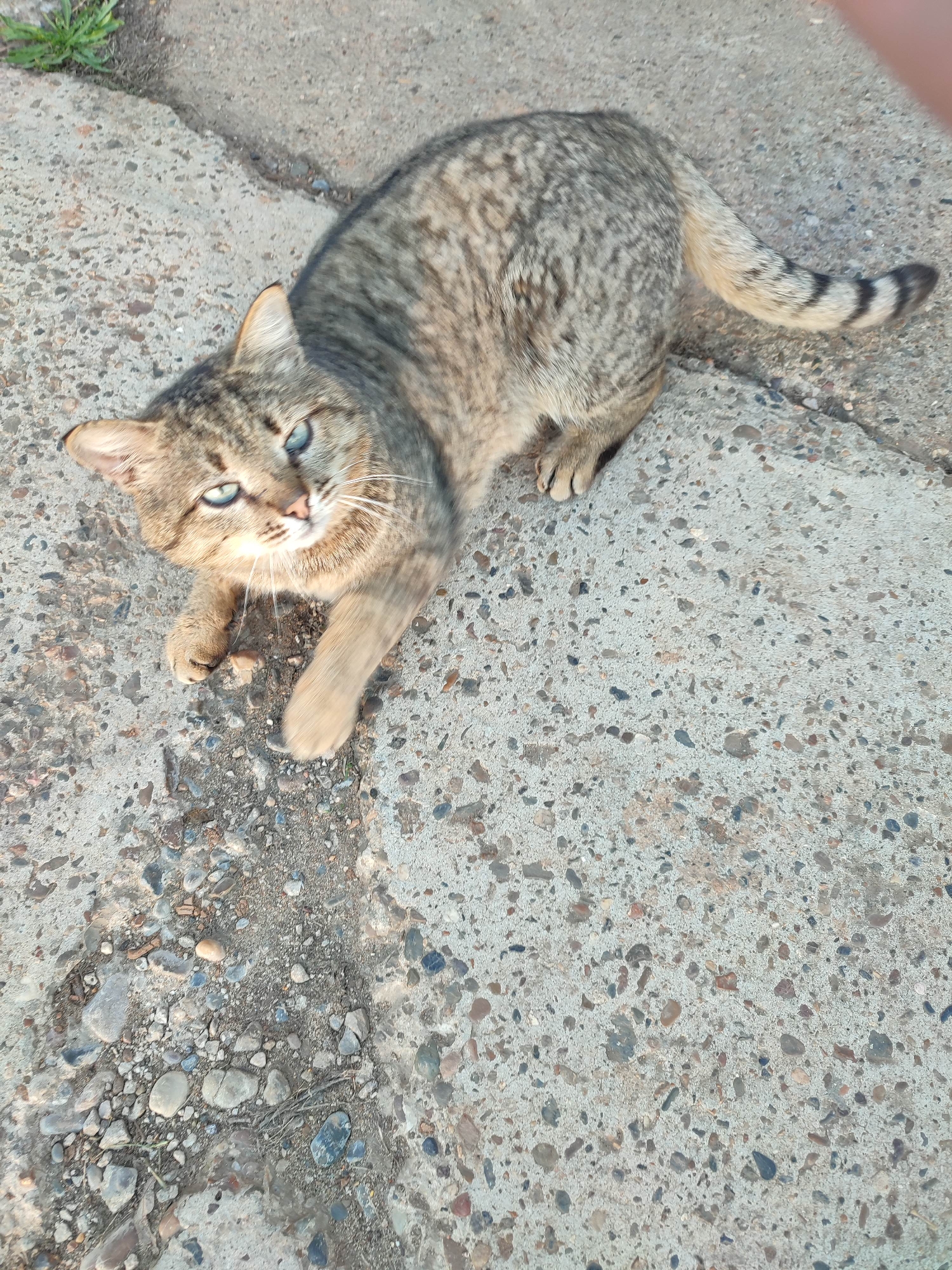 A medium-sized, tabby cat with blue eyes lies on a grey concrete surface in an unknown urban location. The cat is positioned towards the upper left of the frame, with its body angled down toward the center of the frame. The cat's left paw is extended, and its striped tail curls to the right. The concrete is textured with small pebbles and stones embedded within it. A small patch of green grass is visible in the upper left corner of the frame.
