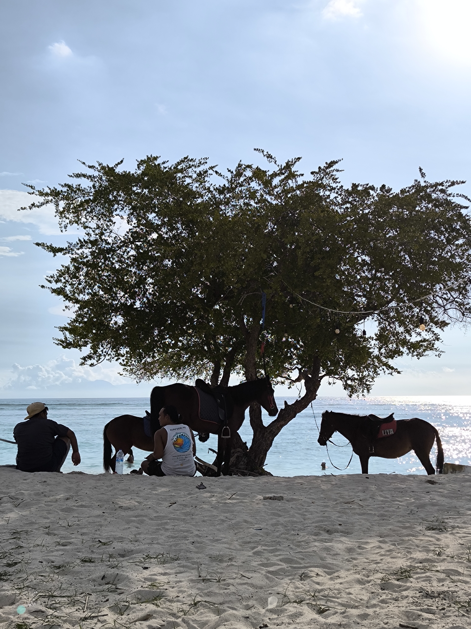 On a bright, sunny day in an unidentified location in Indonesia, the scene unfolds on a sandy beach where the turquoise water meets the shore. Three horses stand under the shade of a large, leafy tree. Two men are seated on the sand near the horses, seemingly at rest. The sea glistens under the sun, adding a serene backdrop to the scene.