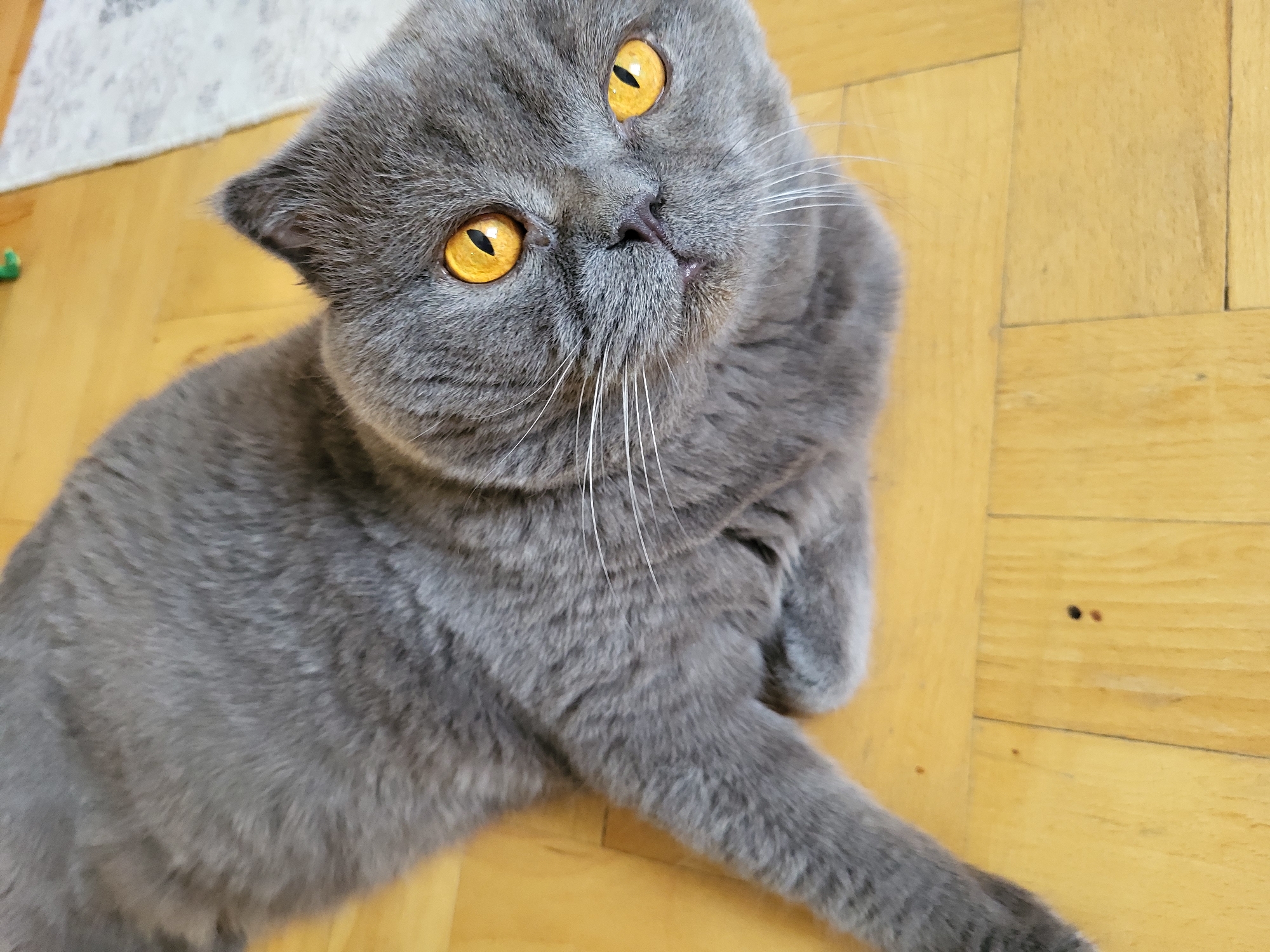 A close-up, top-down shot shows a grey British Shorthair cat with bright orange eyes lying on a light-brown wooden floor. The cat is positioned diagonally from the top left to the bottom right of the frame. Its head is tilted slightly upwards, facing the camera, with its mouth slightly open. The cat's fur appears dense and short, and its long white whiskers are clearly visible. The wooden floor has a visible grain and appears slightly worn. In the background, a portion of a patterned rug and a hint of a green object are visible. The lighting is bright, casting minimal shadows.