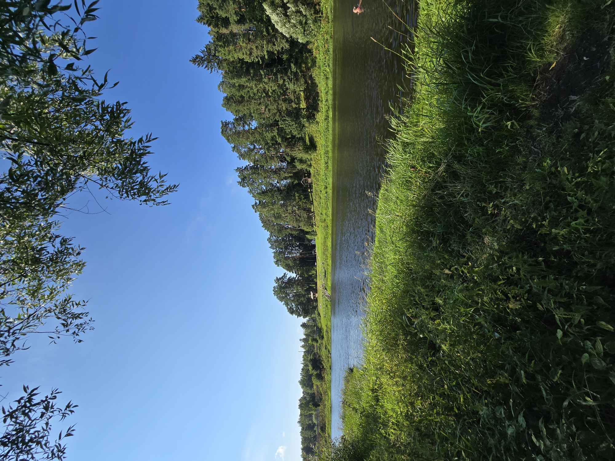 The image depicts a serene natural scene on a sunny day, likely in the city of Voinskaya Chast' Mchs, Russia. A wide, dark body of water, possibly a river or lake, dominates the mid-ground. The water's surface is gently rippled, reflecting the clear blue sky above. Lush green grass and reeds line the foreground bank of the water, with some of the vegetation extending into the frame from the left.
Across the water, the opposite bank is densely covered with a variety of trees, predominantly tall, dark green pine trees, interspersed with lighter green deciduous trees. The treeline forms a natural backdrop that slopes upwards in some areas. Near the center of the opposite bank, a small, light-colored wooden structure, possibly a gazebo or small building, is visible among the trees, accompanied by a wooden staircase leading down towards the water. Further to the right, a single person is swimming in the water, with only their head and shoulders visible. The sky is a vibrant, cloudless blue, with some dappled sunlight filtering through the leaves of trees visible in the top left corner of the frame. The overall impression is one of tranquility and natural beauty.