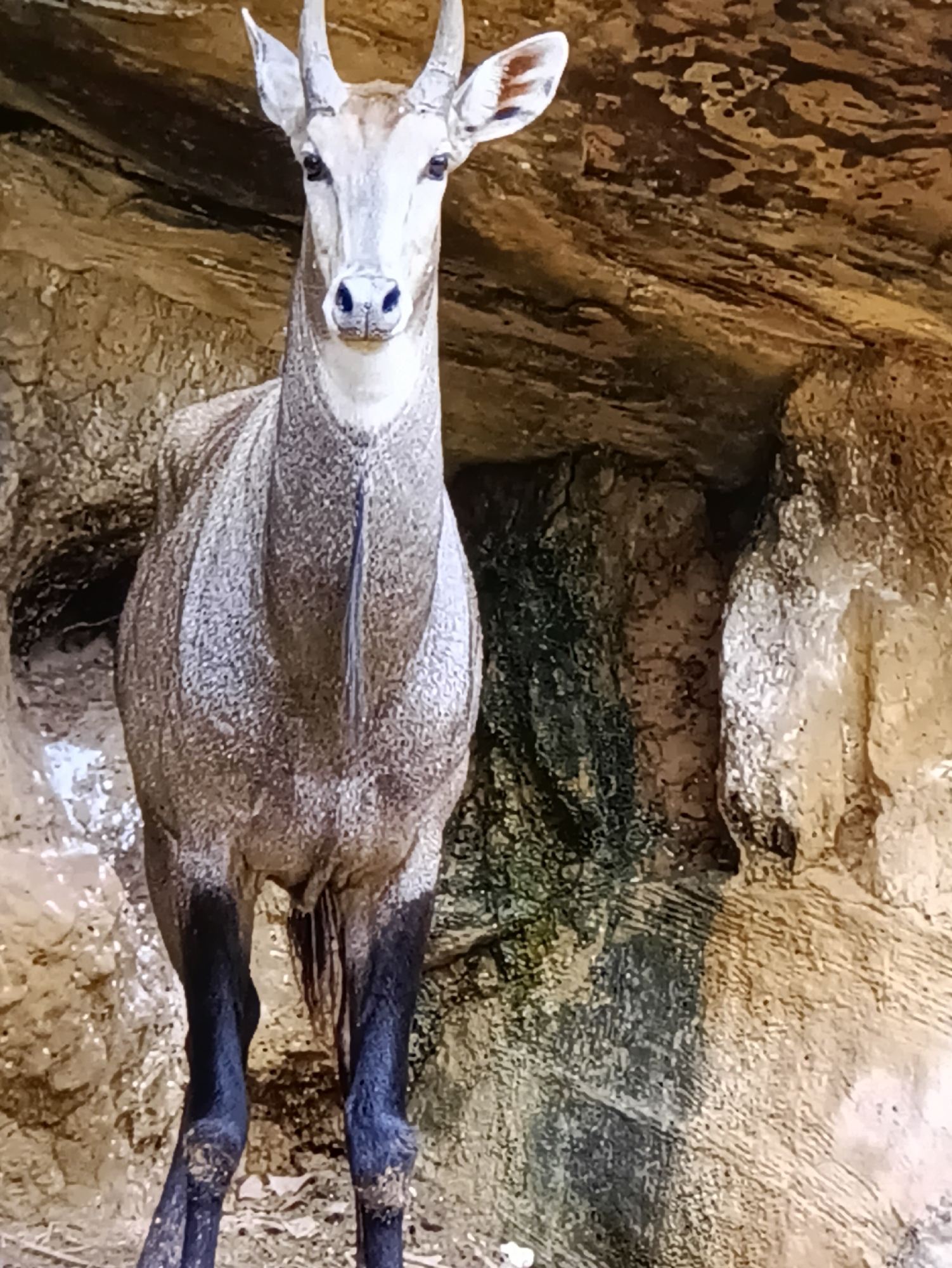 A nilgai stands in a rocky alcove. The animal is facing the camera, its head tilted slightly. The nilgai has light gray fur with darker markings on its legs and a dark stripe running down its neck. Its horns are short and pointed. The background consists of rough, textured rock formations, with patches of green moss or algae on the left side. The lighting is dim, suggesting an indoor or shaded outdoor environment. The image is an eye-level shot, focusing on the nilgai's head and upper body.
