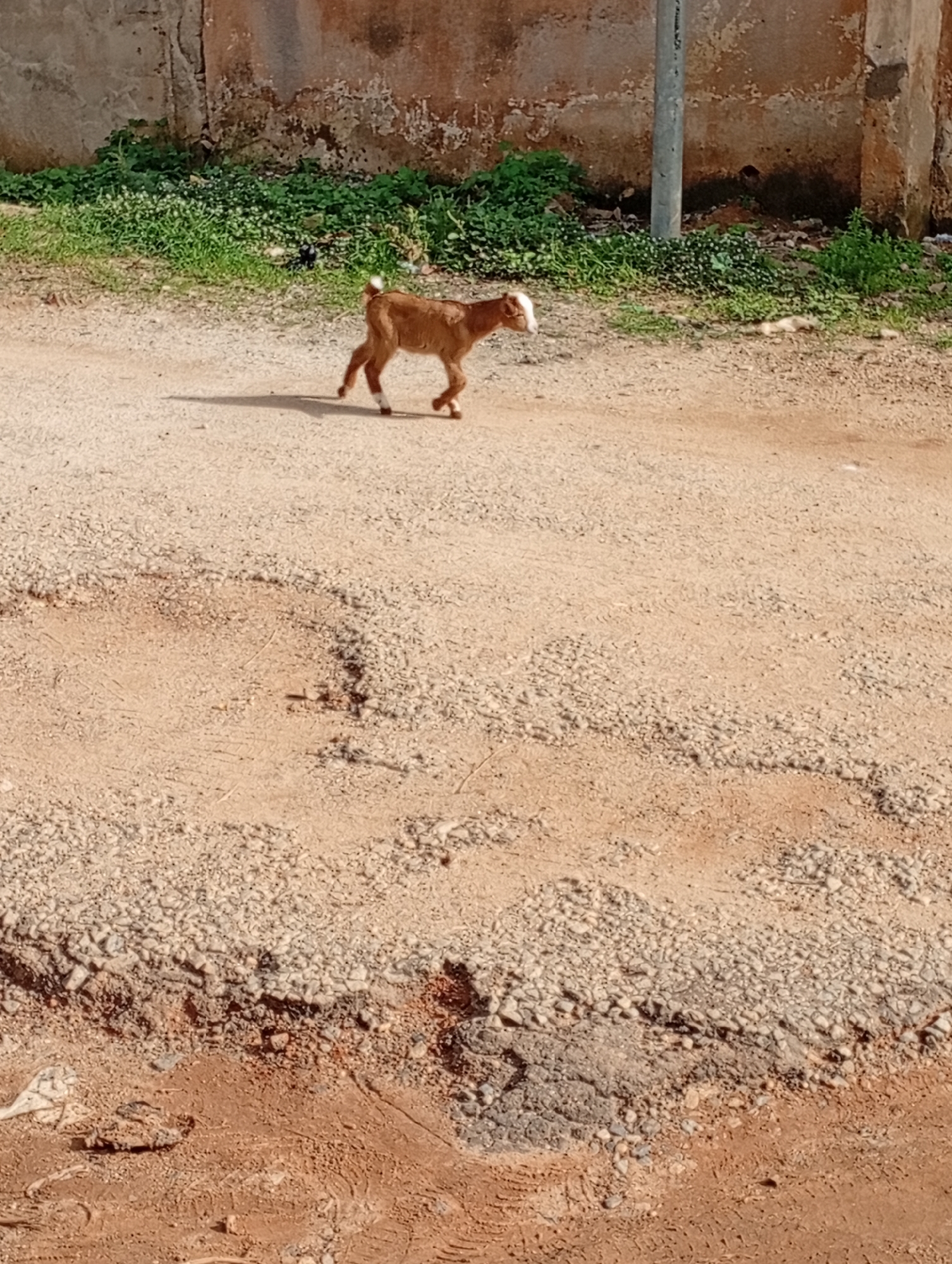 A lone, small, brown goat with white markings on its face and legs walks across a dusty, gravel-covered path in Rafin Par, Nigeria. The goat is moving from left to right in the frame, casting a shadow on the ground. To the left of the goat, a wall with peeling paint and patches of green vegetation is visible. A grey metal pole stands to the right of the goat, also near the vegetation and wall. The ground is rough and uneven, with visible patches of exposed earth and loose stones. The scene is illuminated by natural sunlight, creating distinct shadows.