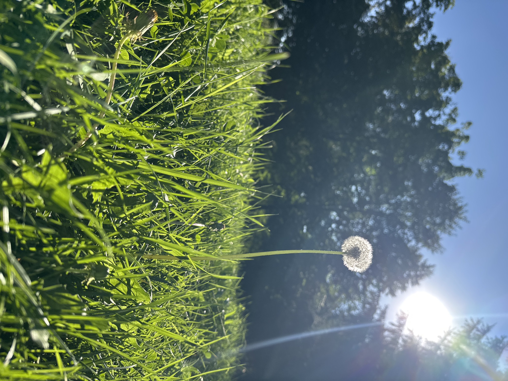 This is a low-angle, close-up shot of a single dandelion seed head standing tall in a grassy field. The sun is bright, positioned in the upper right corner of the image, casting a lens flare that cuts across the frame. The background is blurred, showing the dark silhouettes of trees against a clear blue sky. The foreground is dominated by lush green grass, with blades of grass catching the sunlight and appearing almost translucent. The dandelion's stem is slender and green, leading up to the delicate, white seed head which is illuminated by the sun. The overall impression is one of a bright, sunny day in a natural setting, possibly a park or a field on the outskirts of Biysk, Russia. There are no people or animals visible in the image.