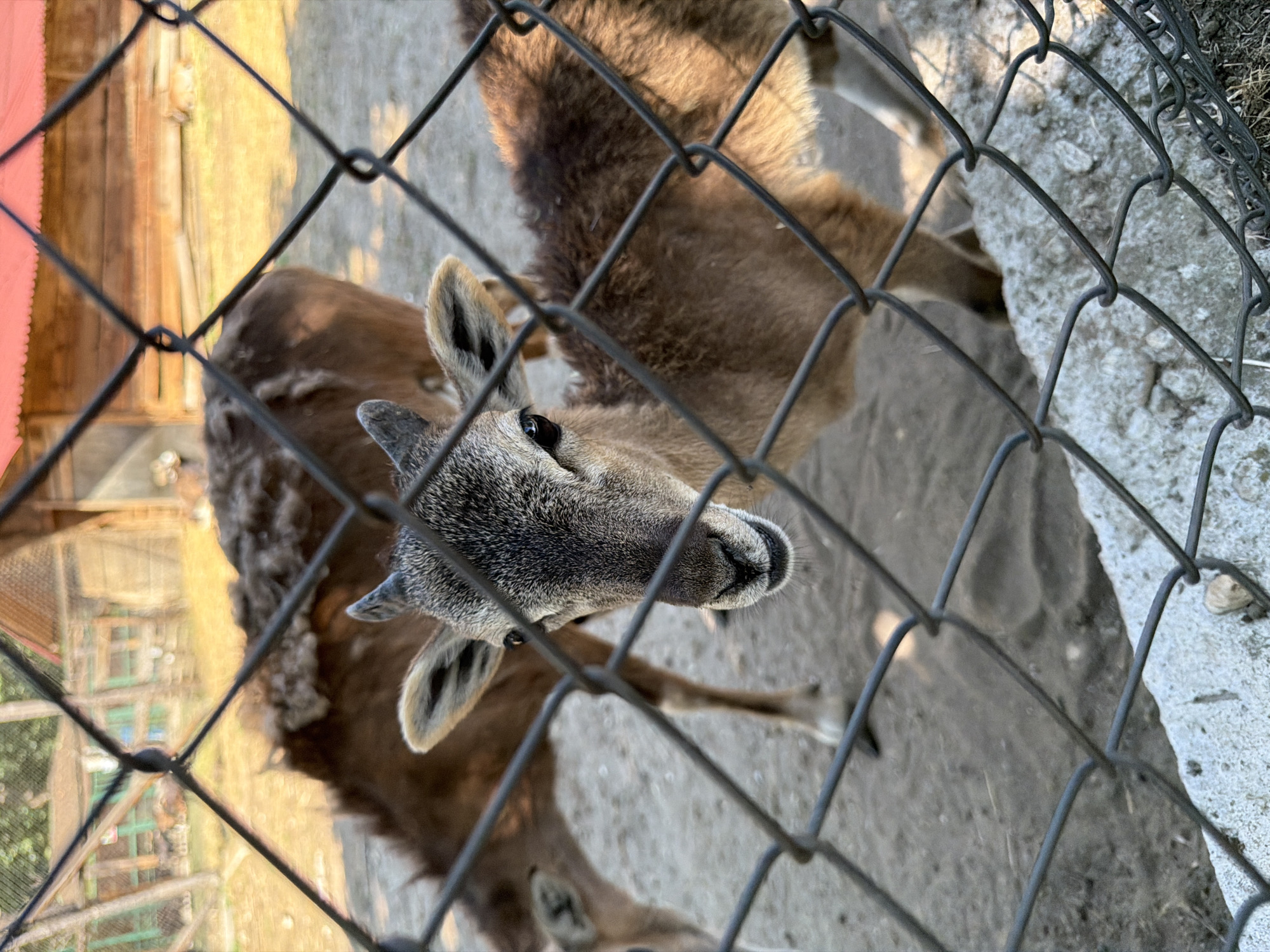 A close-up, eye-level, vertical shot shows two young goats, likely mouflon, behind a chain-link fence. The goat in the foreground is facing the camera, its head and upper body clearly visible. It has short, grayish-brown fur on its head and back, with lighter fur on its face and ears. Tiny horns are visible on its head, and its eyes are dark and alert. Its muzzle is pinkish-gray. The goat is standing on sandy ground, with a concrete object visible in the lower right corner. Behind this goat, another young goat is visible, its head bent down as if grazing or drinking. This second goat is mostly brown and appears to be shedding some fur on its back. In the background, there are wooden structures with red roofs, suggesting an enclosure or farm building. The environment appears to be outdoors in daylight, with a slightly hazy quality to the light, possibly indicating a sunny day. There are no people visible in the image. The location is identified as Pazardzhik, Bulgaria.
