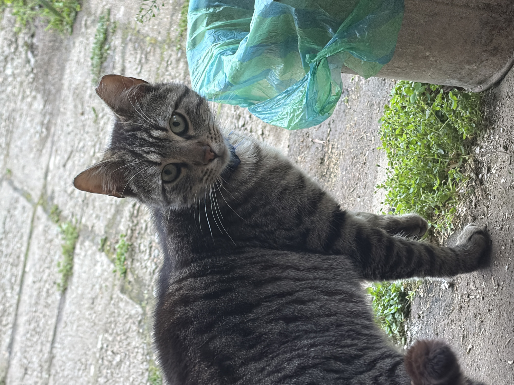 A domestic shorthair tabby cat is the central subject of this outdoor, eye-level photograph. The cat has distinctive grey and black stripes, vibrant green eyes, and is wearing a narrow blue collar. It is depicted resting or lying down on the ground, with its head slightly tilted and its gaze directed straight at the camera, conveying an alert and curious expression.
The setting appears to be a garden, backyard, or an outdoor pathway in Debrashtitsa, Bulgaria. The ground beneath the cat is a mix of light-colored concrete pavers or stones on the left and darker dirt or soil with scattered patches of small green plants or weeds on the right. To the right side of the frame, near the cat's head, there is a crumpled, translucent, light green plastic bag, partially resting against an unseen solid object.
The lighting suggests it is daytime, with bright, even illumination across the scene. No discernible text is visible within the image. The overall impression is a candid moment capturing the cat in its natural outdoor environment.