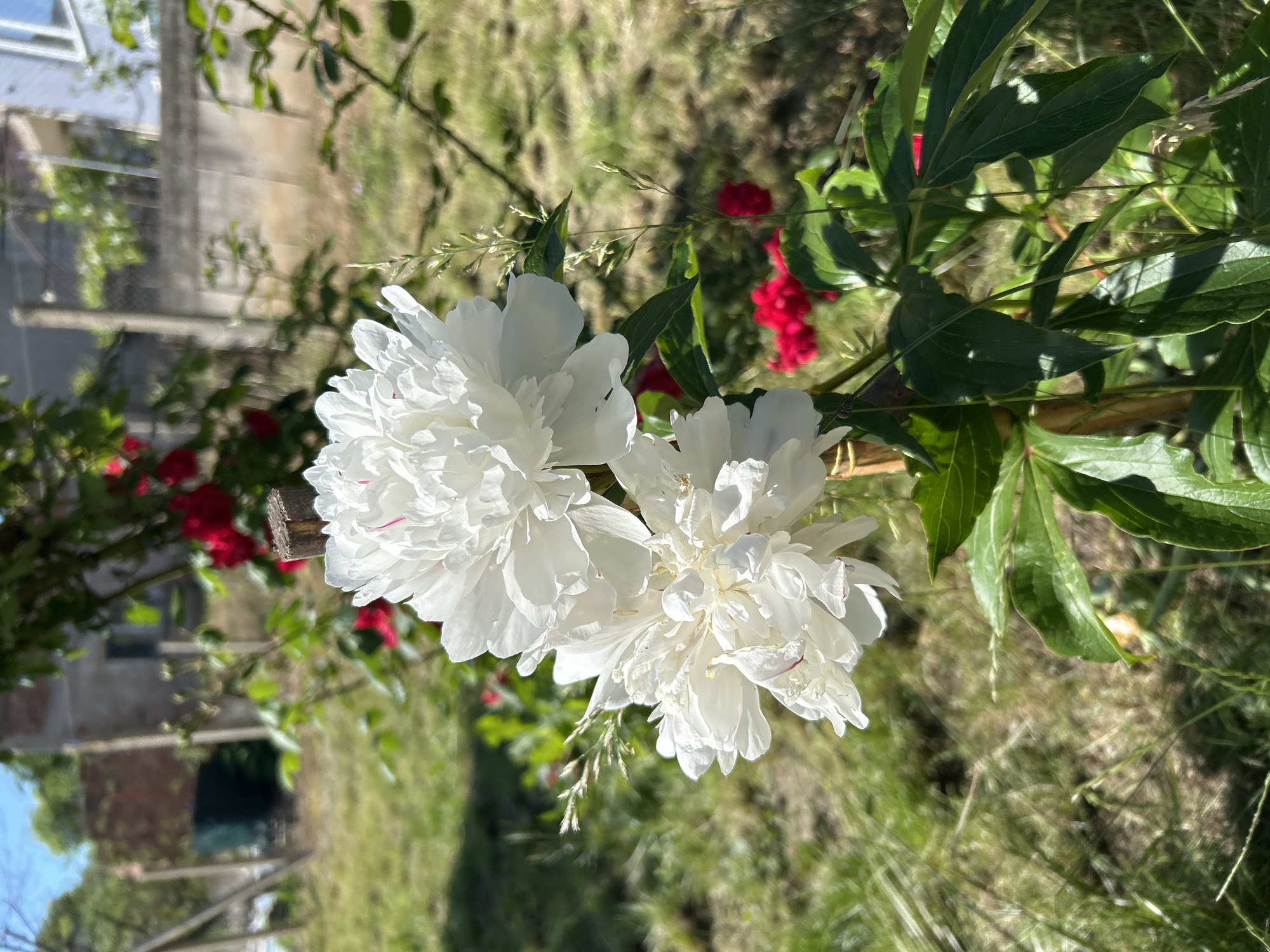 The image features two white peonies in full bloom, positioned in the foreground. Behind the flowers, red roses are visible. Green leaves surround both the peonies and roses. A blurred background reveals a grassy area and parts of a building, which may be located in Lyaskovets, Bulgaria. The image is taken in daylight, with shadows indicating a sunny environment. A wooden structure is also subtly visible.
