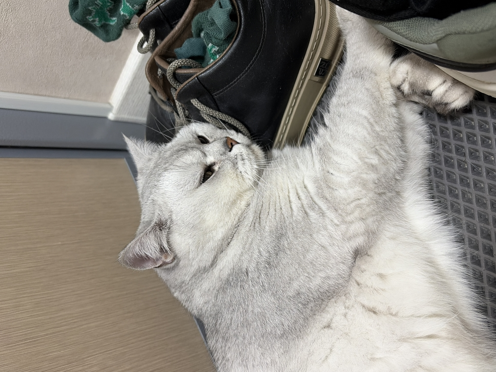 A light gray cat lies next to a pair of shoes and a green sock on a patterned gray mat. The cat faces left with its paws near the shoes. The scene appears to be indoors, on a light brown floor near a white wall. The city of Izhevsk, Russia is not discernible from the image.