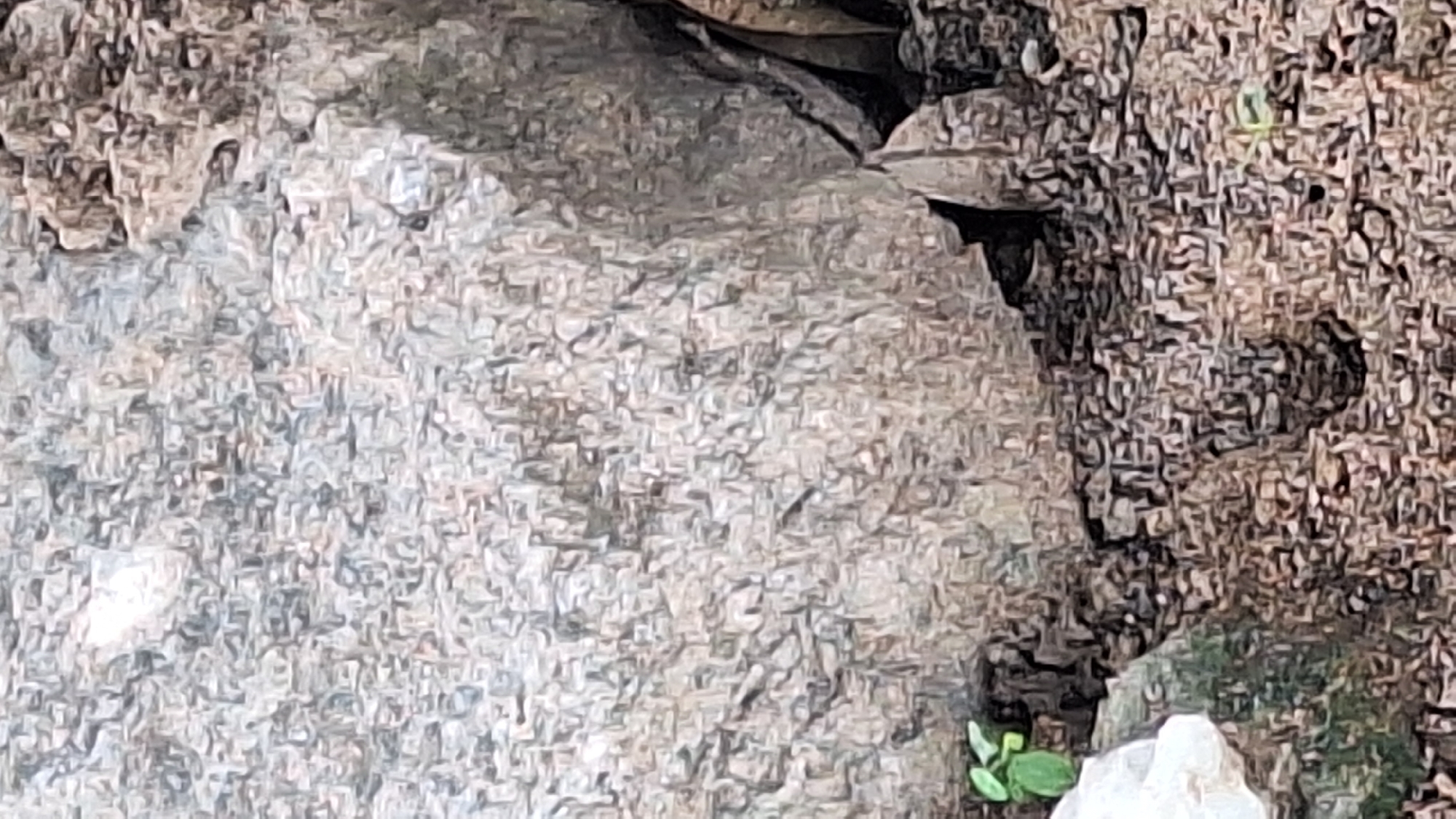 The image shows a close-up view of a large, rough-textured grey rock with a dark crevice on its right side. A small, bright green sprout is visible growing from the ground near the bottom left corner of the rock. The ground is covered in loose, granular material, appearing to be soil and small pebbles. The overall impression is a natural, outdoor setting. The image is a still photograph and does not depict any specific actions or interactions. The location in Jalingo, Nigeria, is an assumption based on the provided context, and the image itself does not contain any explicit geographical markers.
