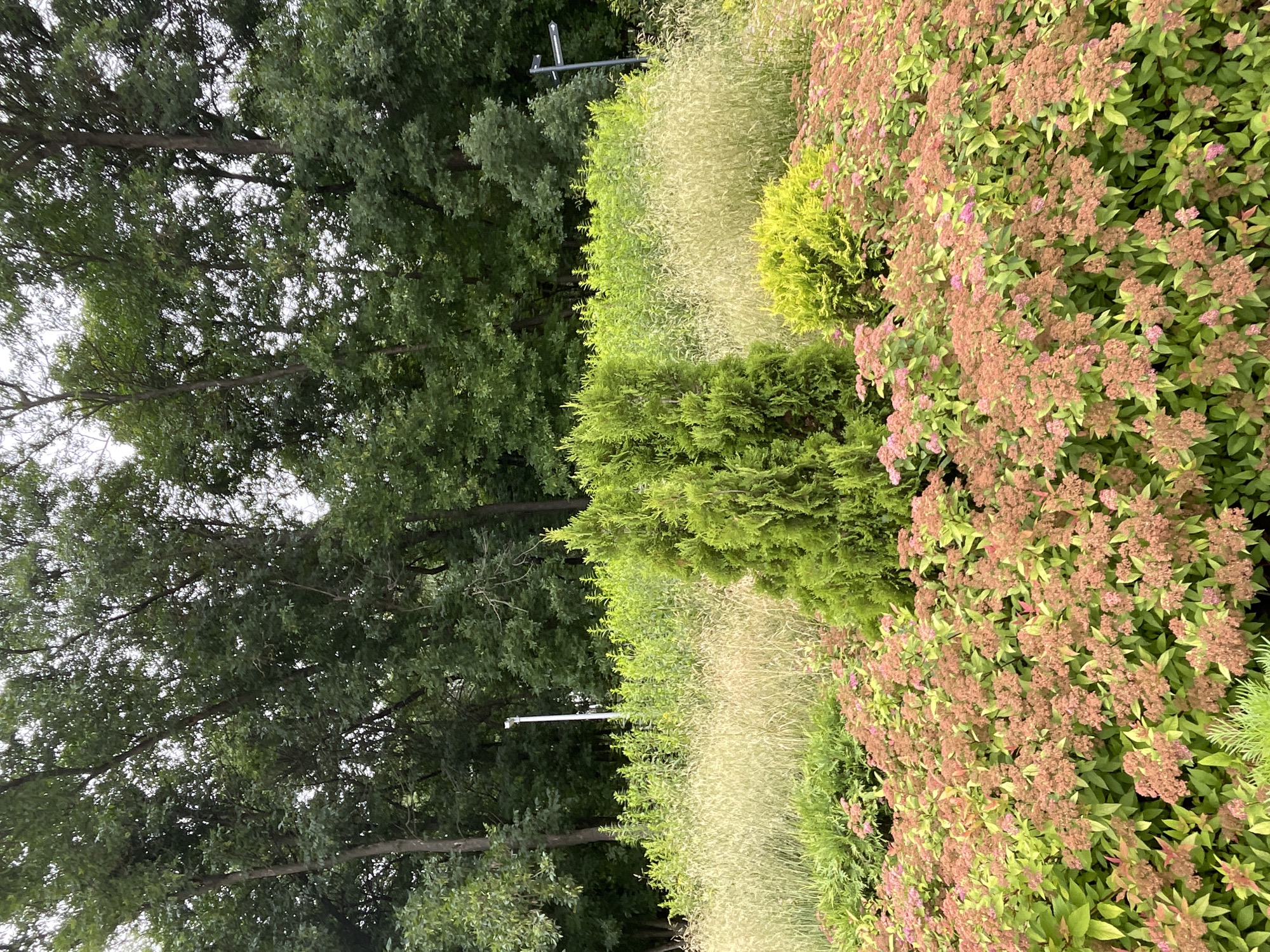 This image depicts a landscaped garden area with a diverse range of plants. In the foreground, a dense bed of flowering shrubs with small, pinkish-red blooms and green leaves dominates the lower portion of the frame. Behind this, a tall, conical evergreen tree stands centrally, flanked by a bright chartreuse-colored shrub to its right. Further back, a mix of ornamental grasses in various shades of green and beige creates a textured layer. The background features a dense wall of mature deciduous trees with dark green foliage, suggesting a forested or park-like setting. Two tall, thin white poles are visible amongst the greenery, one with a light fixture, and another is a dark signpost with an arrow. The overall impression is one of a well-maintained garden, possibly part of a larger park or botanical garden. The location is identified as the Kirov Botanical Garden in Kirov, Russia, based on the provided context, indicating it is an outdoor, public space designed for horticultural display. There are no people visible in the image.
