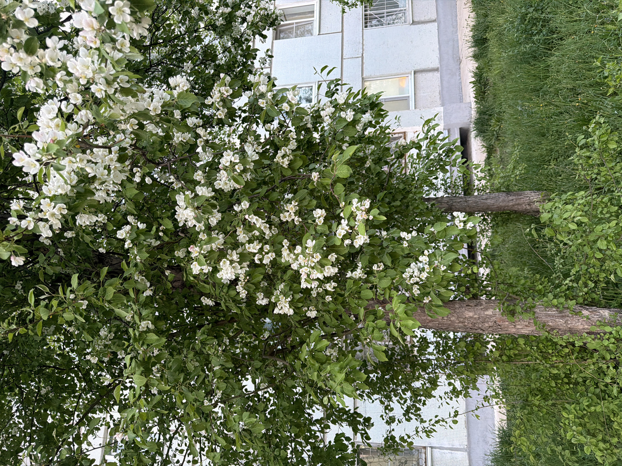 The image shows a blossoming tree in front of a light gray, tiled building, possibly an apartment complex. The tree's branches are full of white flowers and green leaves. To the right, there is a strip of green grass and bushes. The building has several windows, some with visible reflections. The scene appears to be outdoors, likely in a residential area. The location is identified as Chaikovsky, Russia, based on the prompt. The image appears to be taken during daylight hours.