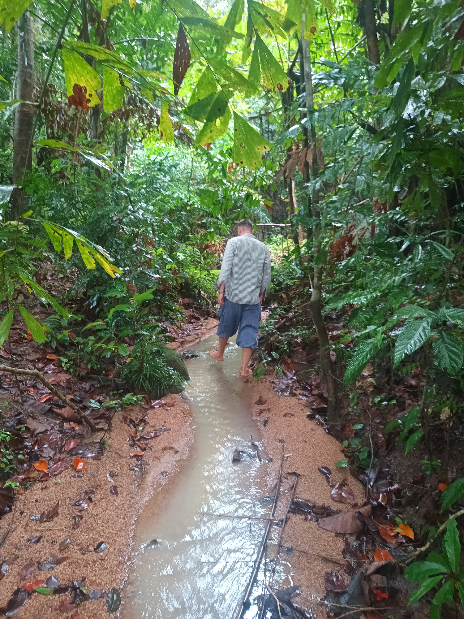 A man walks barefoot through a shallow stream in a dense, tropical forest. The stream is bordered by a reddish-brown, sandy bank littered with fallen leaves. The man is wearing a light-colored, striped shirt and blue shorts. The forest canopy is lush and green, with various types of foliage visible. The location is Baan Thong Nang, Thailand.
