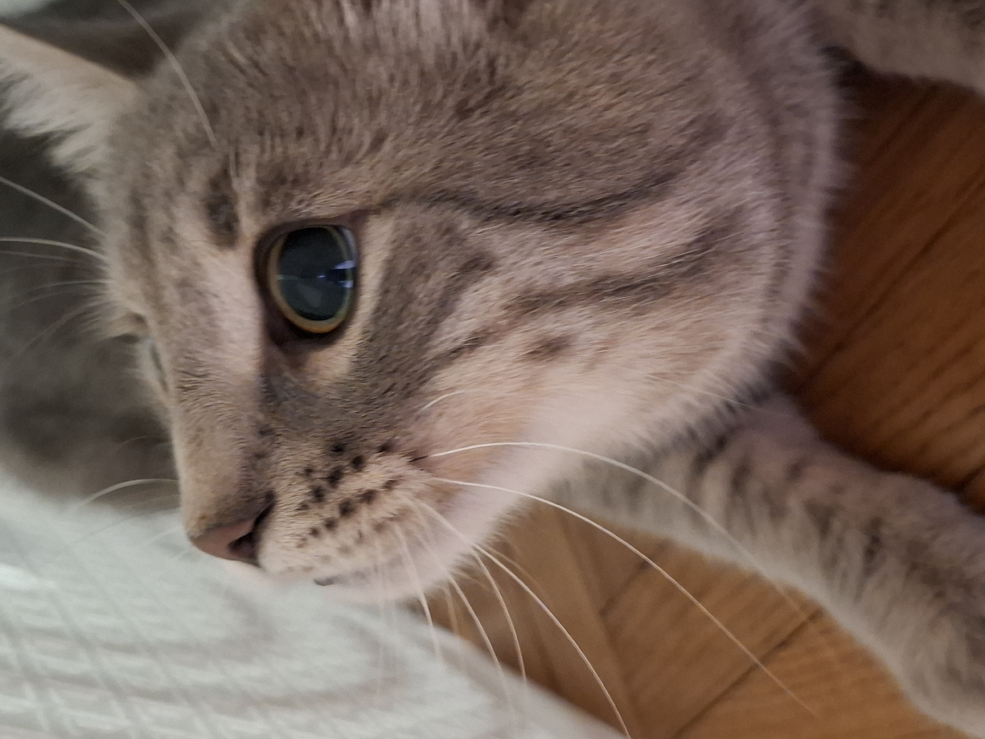 A close-up, high-angle shot shows the head and part of the body of a grey tabby cat. The cat is lying down, its head turned to the left. One green eye is visible, along with a pink nose, and numerous long white whiskers. The cat's fur displays a striped pattern. Part of the cat's front leg is visible extending to the right. Below the cat's head is a white textured surface, possibly a blanket or bedding. To the right of the cat's leg is a wooden surface, possibly flooring.