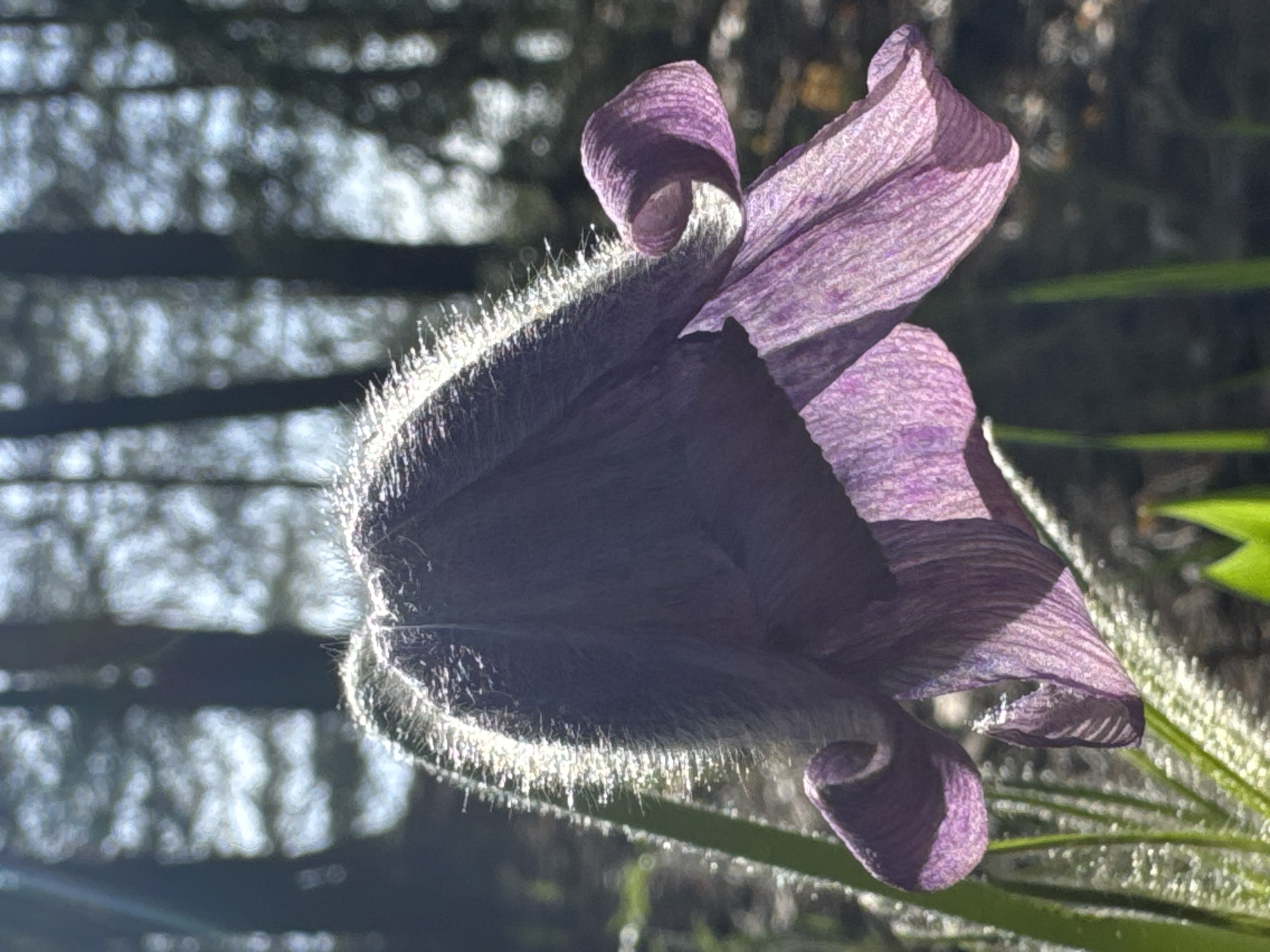 The image depicts a close-up of a purple pasqueflower in partial bloom. The flower is facing left with light shining on its petals and hairy outer layer. The background is blurred, showing dappled light filtering through foliage. There is no information to support the claim that the image was taken in Kazan, Russia.