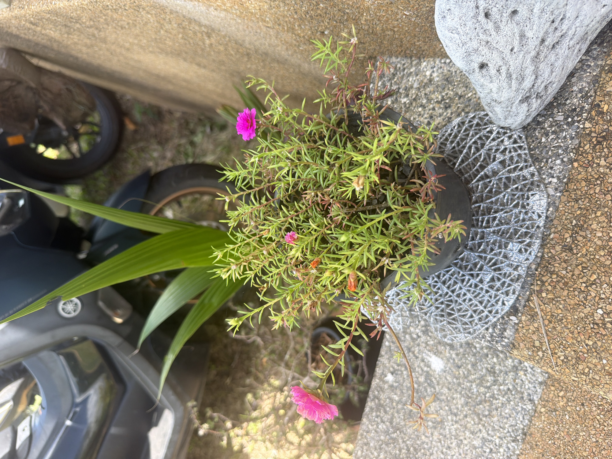 In Baan Mae Nam, Thailand, a potted plant with vibrant pink and orange flowers sits on a concrete ledge. The plant, a purslane variety, has succulent green leaves and delicate blooms. Behind the plant, a dark-colored scooter is partially visible, its wheel suggesting it's parked. The environment appears to be outdoors, with a sandy-colored wall to the right and a textured concrete surface in the foreground. The scene is lit by natural sunlight, creating some lens flare in the upper left portion of the image.