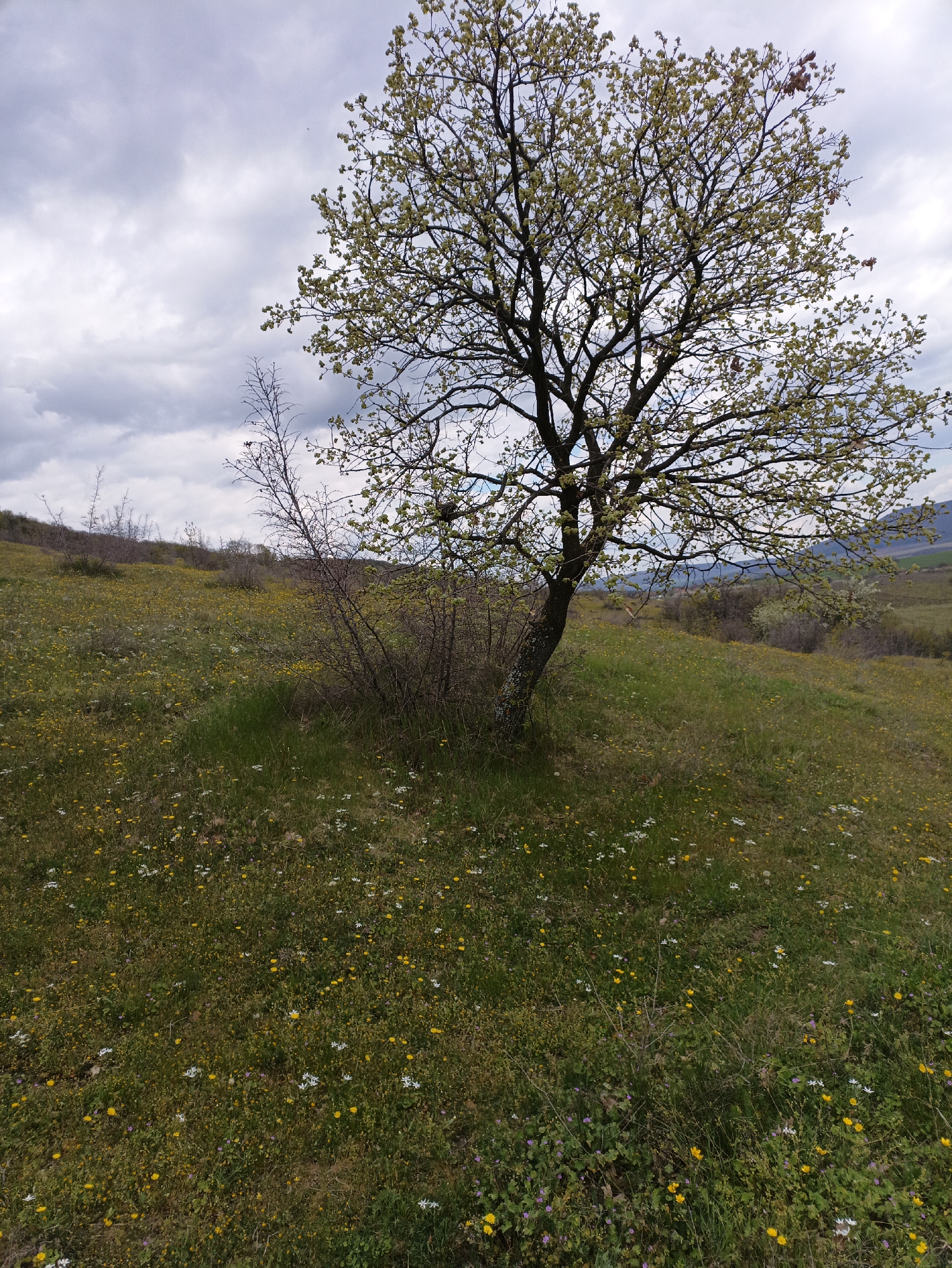 The image shows a grassy hillside in an area near Kosten, Bulgaria. A lone tree with light green foliage stands prominently in the foreground. The ground is covered in grass and dotted with small yellow and white wildflowers. In the background are rolling hills and a cloudy sky. There are no people or distinct objects.