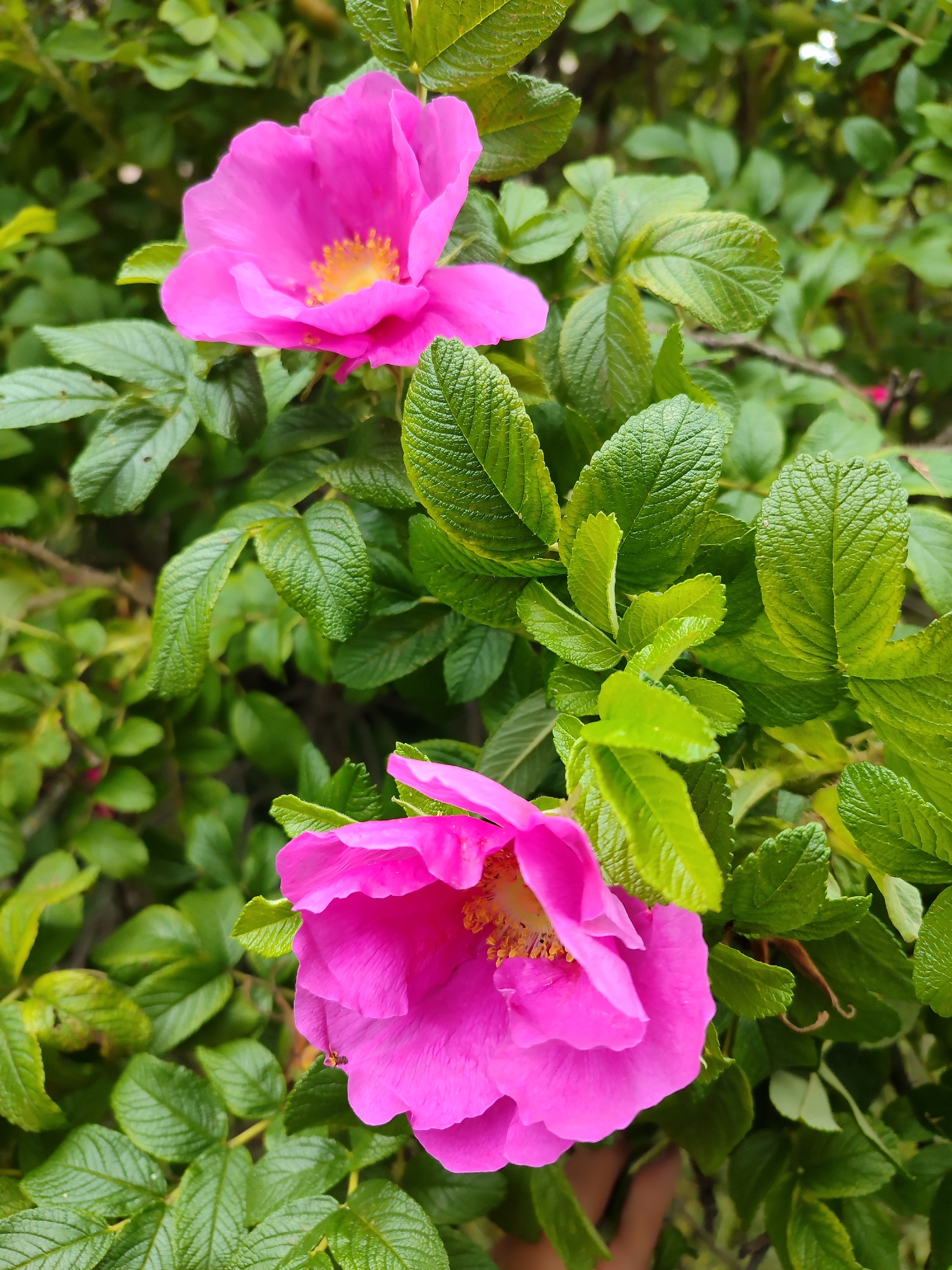 Two vibrant pink flowers, likely wild roses, bloom amidst lush green foliage. The flowers have delicate, ruffled petals and prominent yellow stamens in their centers. The leaves are ovate with serrated edges and a textured, veined surface. The background is a soft blur of green, suggesting a garden or natural setting within Saint Petersburg, Russia. There are no people or visible man-made structures in the frame. The lighting indicates it is daytime, likely overcast, given the diffused light and lack of harsh shadows.
