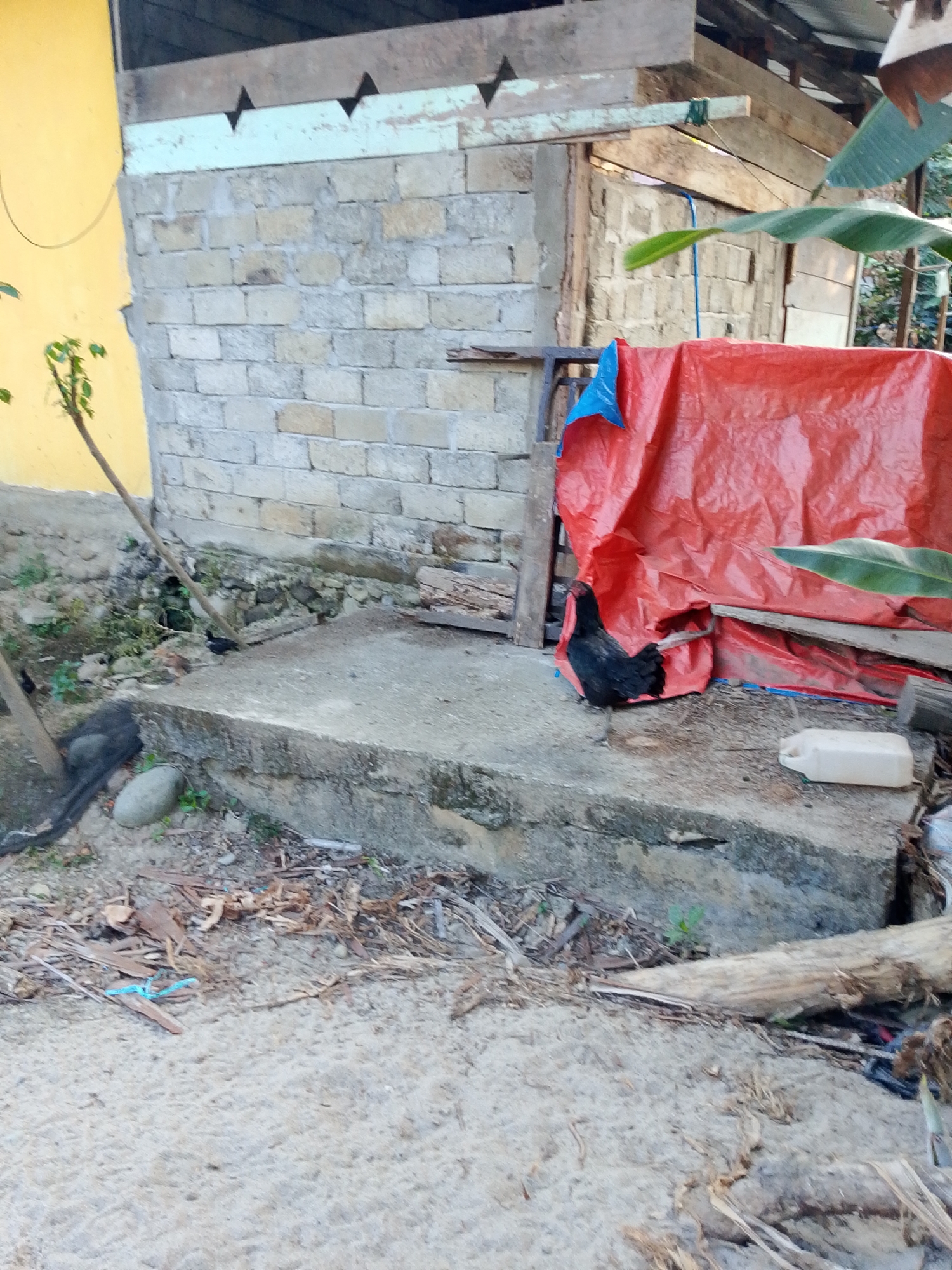 In Se'pon, Indonesia, a rustic outdoor scene unfolds. A black chicken stands on a concrete platform near a building constructed of light-colored bricks and unfinished wood. A large piece of red tarp is draped over part of the structure, partially obscuring some wooden beams and banana leaves. To the left, a yellow wall is visible, and a small tree with green leaves emerges from the ground. Scattered debris, including twigs, leaves, and a smooth gray stone, litters the area around the concrete platform. A white plastic container rests on the platform near the red tarp. Another dark-colored animal, possibly another chicken or a bird, is partially visible in the lower left corner, obscured by a dark mesh-like material and a thin tree trunk. The ground in the foreground consists of sand and more debris.