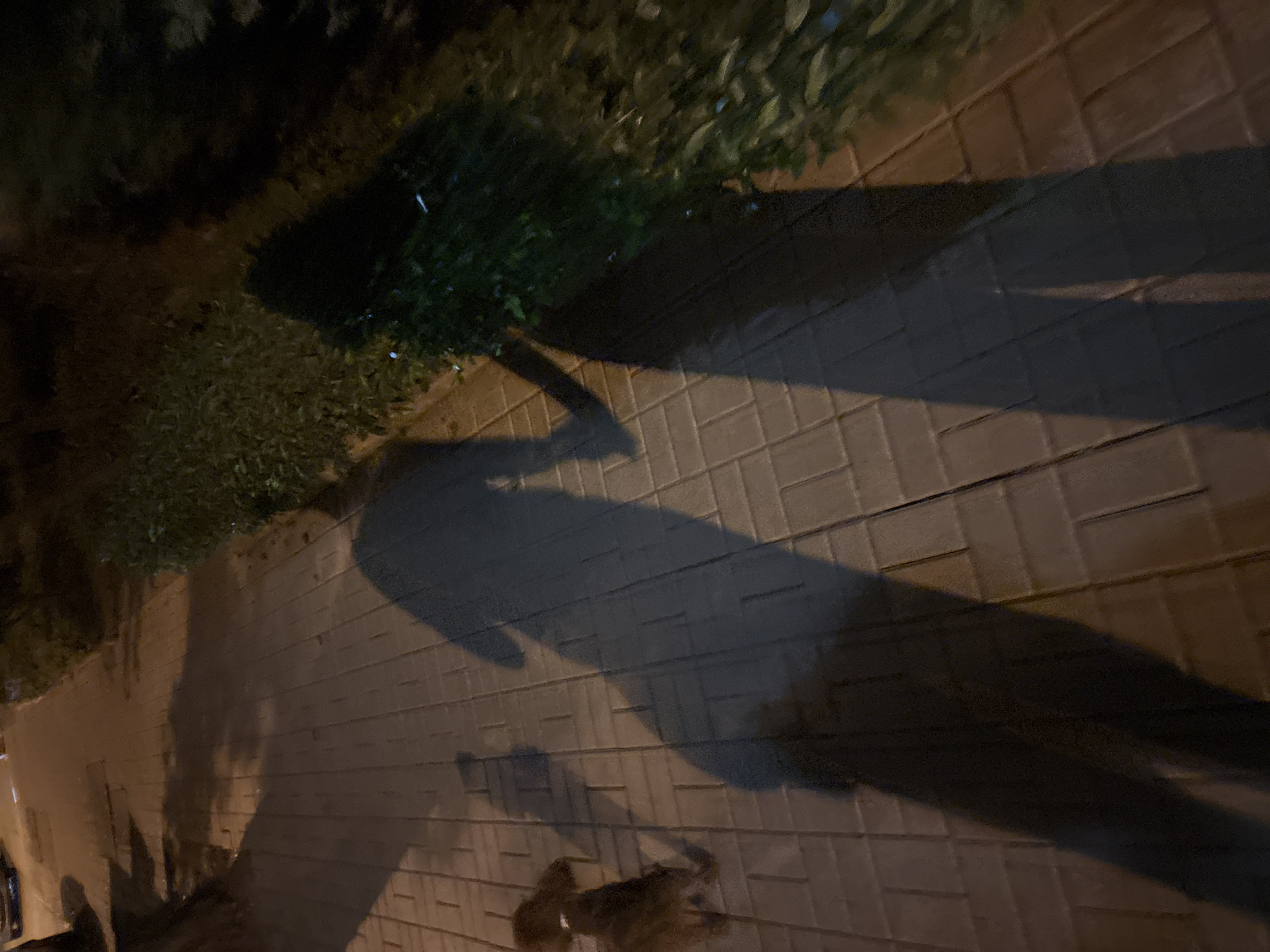 The image shows a shadow cast by a person walking a dog on a brick sidewalk. The sidewalk is adjacent to a green area with bushes or trees. The scene appears to be at night or in low light conditions, as indicated by the long shadow and general darkness. The exact location in Sofia, Bulgaria is not identifiable without additional context.