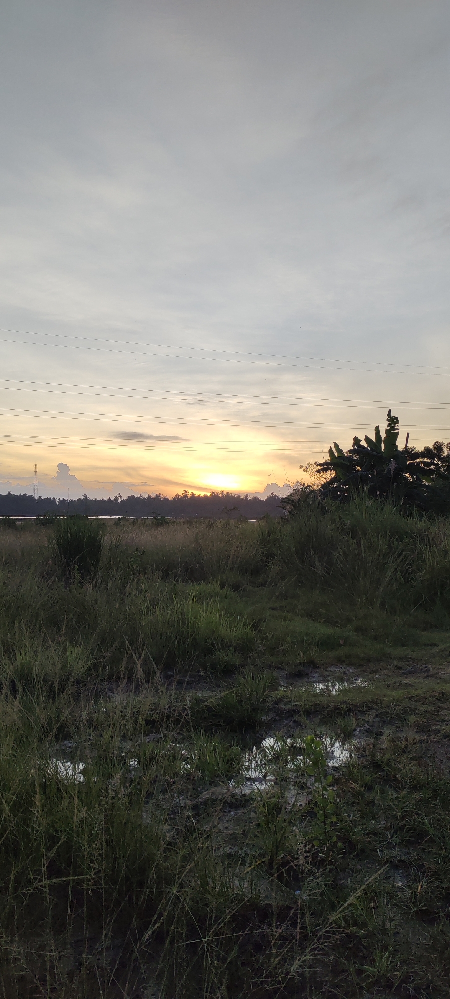 The image captures a serene sunset over a rural landscape, likely on the outskirts of Lhokseumawe, Indonesia. The sky is a soft gradient of pale gray at the top, transitioning to a warm orange and yellow glow near the horizon where the sun is setting. Several horizontal dashed lines, possibly indicative of power lines or utility infrastructure, are visible across the sky.
In the middle ground, a dense line of trees, including what appear to be banana trees on the right, forms a dark silhouette against the bright sky. A tall, slender tower, possibly a communication tower, stands on the left side of the horizon. The landscape in front of the trees is a field of tall, dry grass, interspersed with patches of muddy water, suggesting a recently rained or marshy area. The foreground is dominated by these grasses and muddy puddles, with some small green shoots emerging from the wet ground. The overall impression is one of natural tranquility, typical of a rural setting during twilight. There are no people or animals visible in the image.