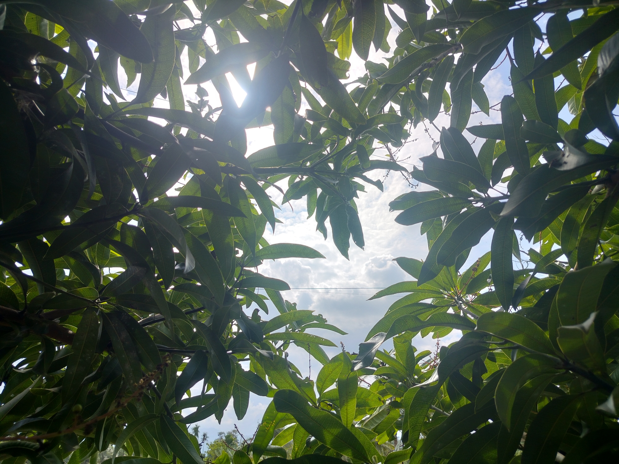 The image captures a low-angle view looking up through the dense, green foliage of a mango tree, with the sky visible in the gaps between the leaves. The sun is bright, creating a strong lens flare and backlighting the leaves, making their veins clearly visible. The sky is partly cloudy, with some wispy clouds against a blue background. In the distance, a faint power line stretches horizontally across the frame, and a few distant trees and structures are visible below the mango branches. The image appears to have been taken outdoors in a tropical or subtropical environment, potentially in Lembahalas, Indonesia, given the lush vegetation.
