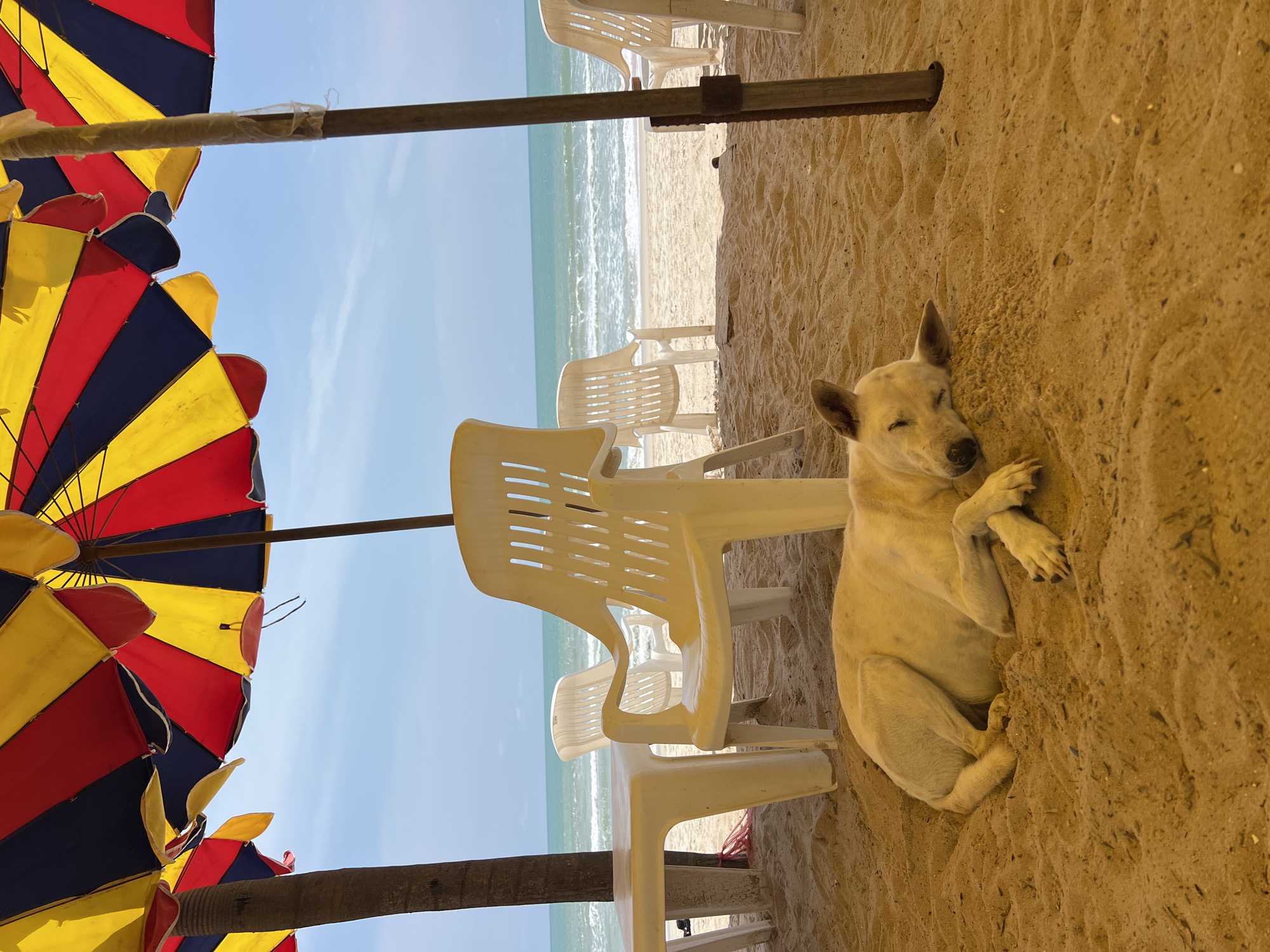 A light-colored dog sleeps on the sand under beach umbrellas in Choeng Thale, Thailand. The dog is lying on its side with its paws crossed. Several white plastic chairs and a white plastic table are visible on the sand. The beach umbrellas are red, yellow, and blue striped. The ocean is visible in the background, with waves breaking on the shore. The sky is blue and partly cloudy.