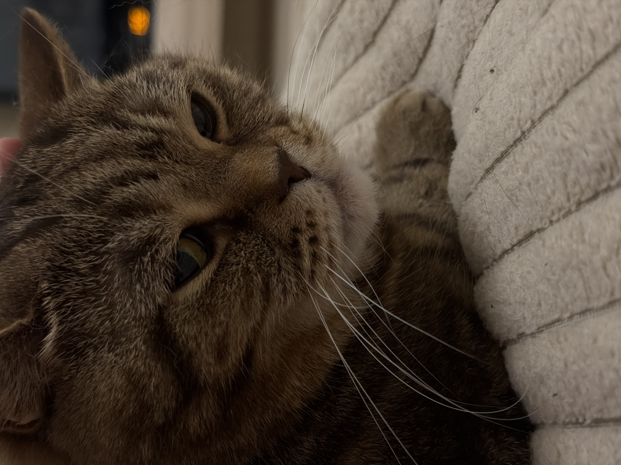 A close-up, intimate shot captures a brown tabby cat resting on a soft, light-colored blanket. The cat, likely a short-haired breed, has distinctive dark brown stripes and patches against a lighter brown and tan fur. Its left eye, with a greenish-golden iris and dilated pupil, looks upward and slightly to the right, conveying a calm or contemplative expression. Its large, prominent white whiskers fan out to the right. A small, pinkish human hand is just visible near the cat's left ear, suggesting a moment of petting or cuddling.
The cat is positioned diagonally across the frame, with its head in the upper left and its body extending towards the lower right. Its right front paw rests gently on the textured blanket, which appears to be cream or off-white and has a distinct ribbed or quilted pattern. Small, dark specks, possibly lint or dust, are visible on the blanket's surface, particularly in the cropped views.
The background is softly blurred, indicating a shallow depth of field, and shows a warm, out-of-focus orange light source in the upper left, possibly a lamp or distant light, suggesting an indoor setting during the evening or night. The overall lighting is soft, highlighting the cat's fur texture and whiskers. The scene evokes a sense of comfort and peacefulness. There is no visible text in the image. The location context provided is Perm, Russia.