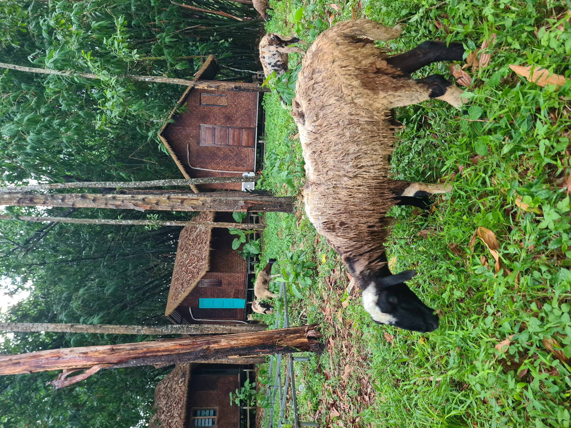 The image depicts a rural scene with three small, rustic huts constructed with woven bamboo and thatched roofs, set amidst lush greenery and tall trees. A flock of sheep is grazing in the foreground and midground. In the foreground, a sheep with a black head and a woolly, light brown body is actively grazing on the grass. In the midground, two other sheep are visible; one is grazing while the other is partially obscured. The environment suggests a natural, tranquil setting. The huts are positioned in the background, with one on the left featuring a blue door and windows, and another on the right with a wooden door. A third hut is visible behind the other two. The presence of bamboo and tropical foliage indicates a location likely in a warmer climate. While the image strongly suggests a rural Vietnamese setting due to the architectural style of the huts and the vegetation, it is not possible to confirm this is specifically in the city of Đà Nẵng, Vietnam without additional information.