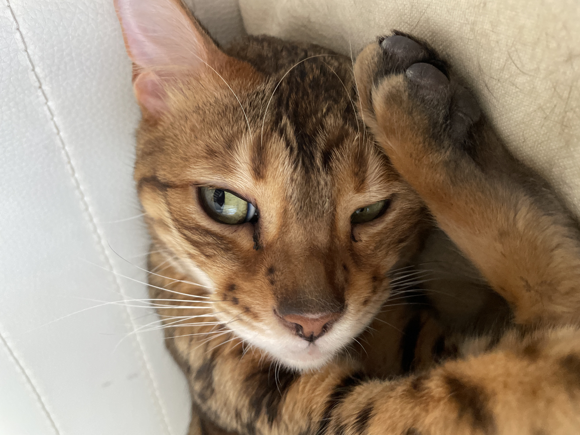 A close-up shot of a Bengal cat is presented. The cat is lying down, with its right paw raised and positioned near its head. The cat's fur is patterned with brown and black spots, and its whiskers are white. Its eyes are a mix of green and yellow. The background consists of a white surface on the left side and a beige surface on the right side. The location of the image is not visible and cannot be determined, nor can it be reliably said that it was taken in Izhevsk, Russia.