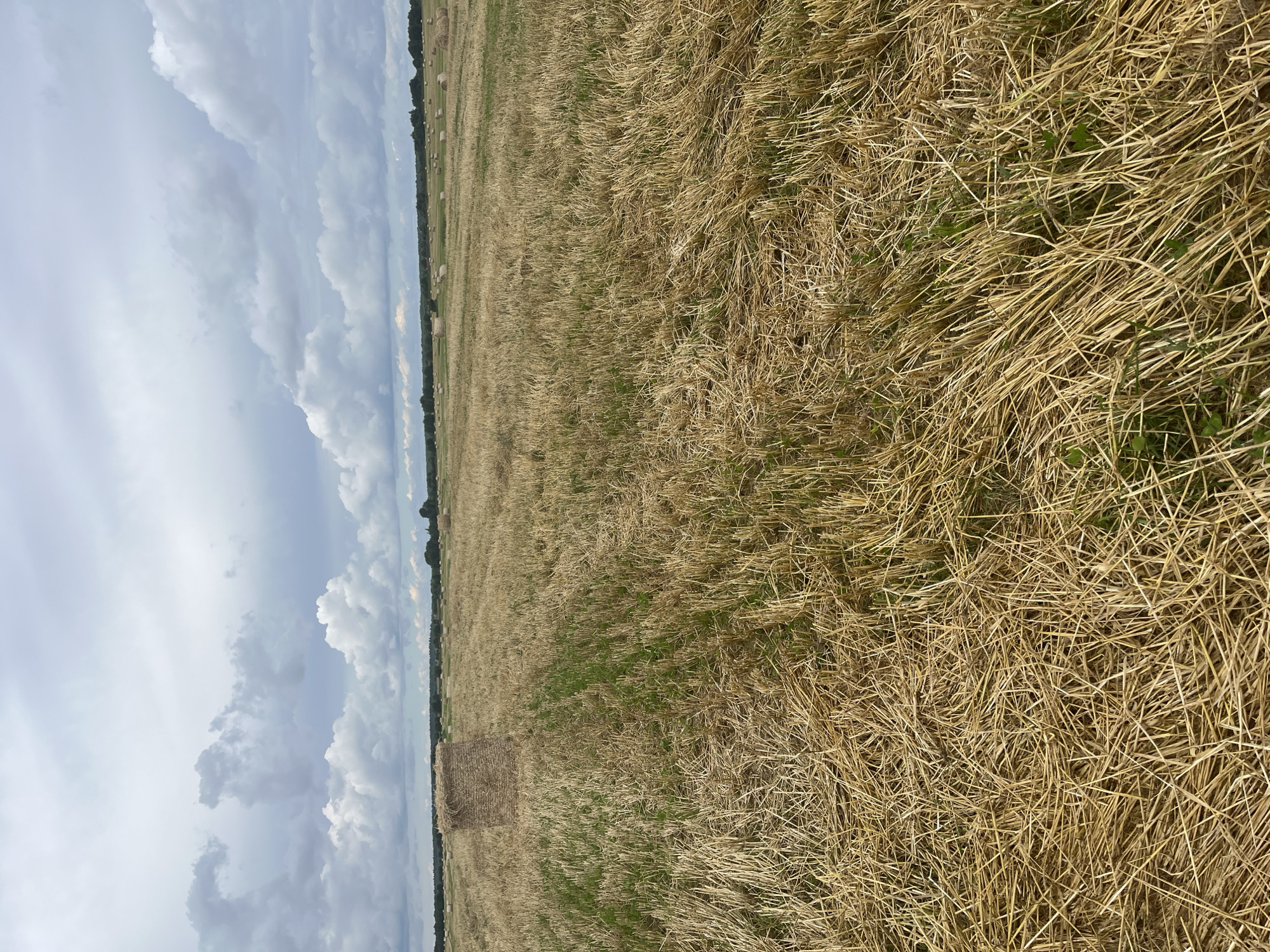 The image shows a field of harvested wheat with hay bales scattered across it, under a cloudy sky. The field is located in the city of Dyatlitsy, Russia. The foreground is dominated by dry, golden stubble and a few green shoots, with a large square hay bale visible in the middle left. In the background, more round hay bales can be seen in the distance, leading towards a tree line. The sky is filled with dramatic grey and white clouds. There are no people or animals visible in the image.