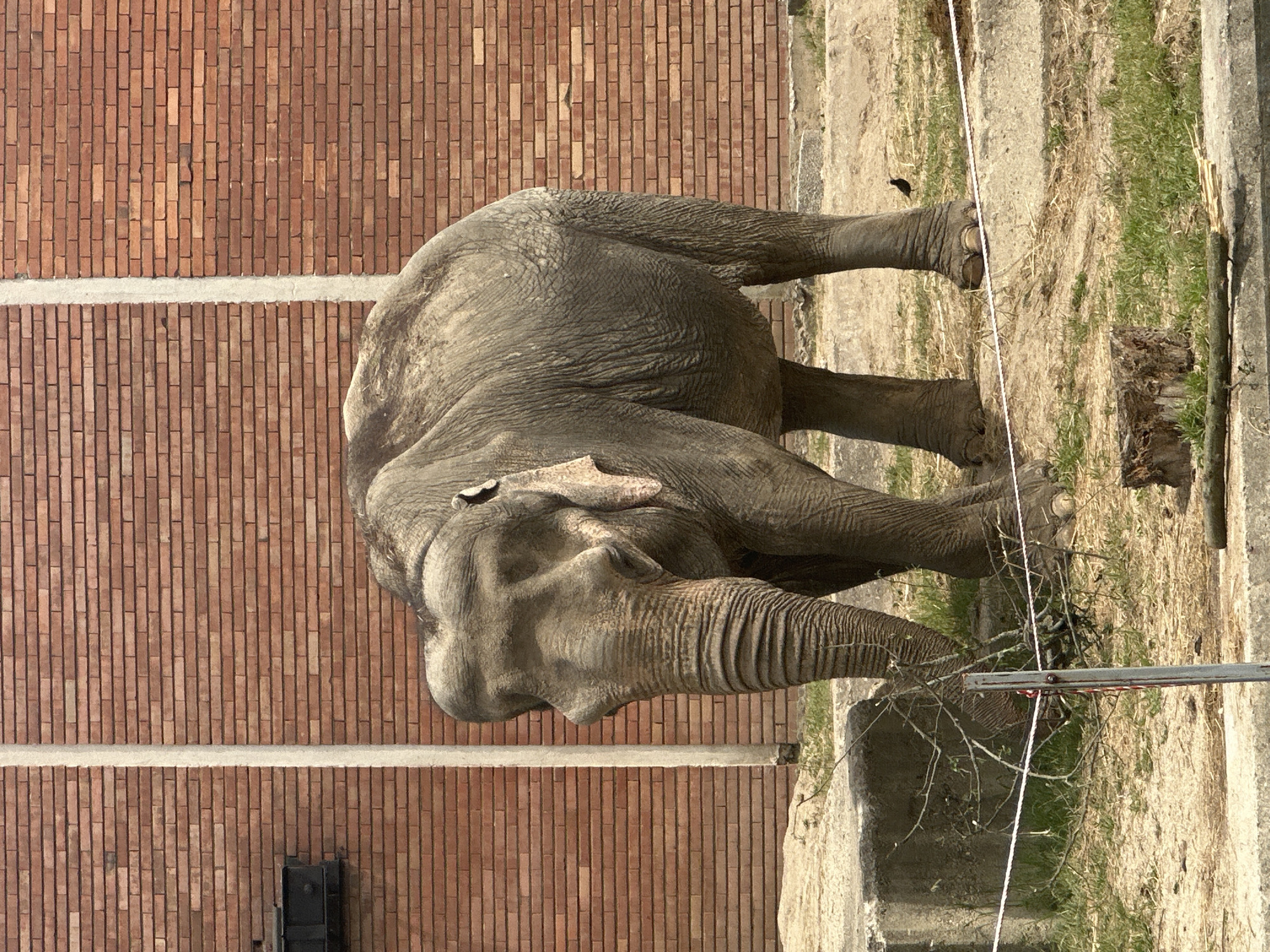 The image shows an elephant in an enclosure. The enclosure has a brick wall, concrete barriers, dirt, and some grass. The elephant is gray and wrinkled. It is holding a branch in its trunk. There is a white rope separating the elephant from the viewer. The location is likely the Sofia Zoo in Sofia, Bulgaria.