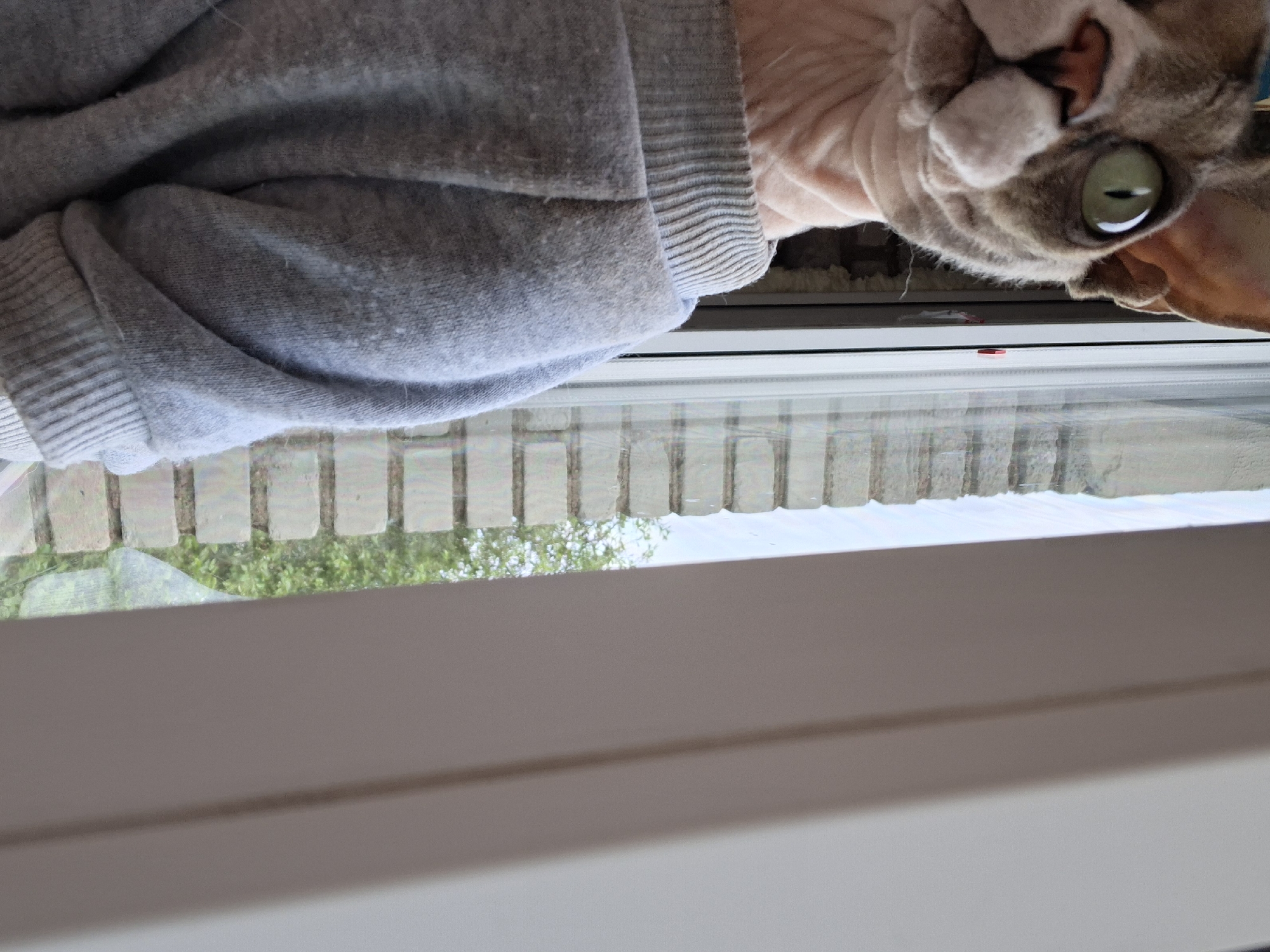 A hairless cat, possibly a Sphynx, is lying on a windowsill, wearing a gray sweater. The view outside the window shows a brick structure and greenery, likely trees. The scene appears to be indoors, near a window. It is not possible to ascertain the location as being in Забалоцкі сельскі Савет, Belarus from the provided image alone.