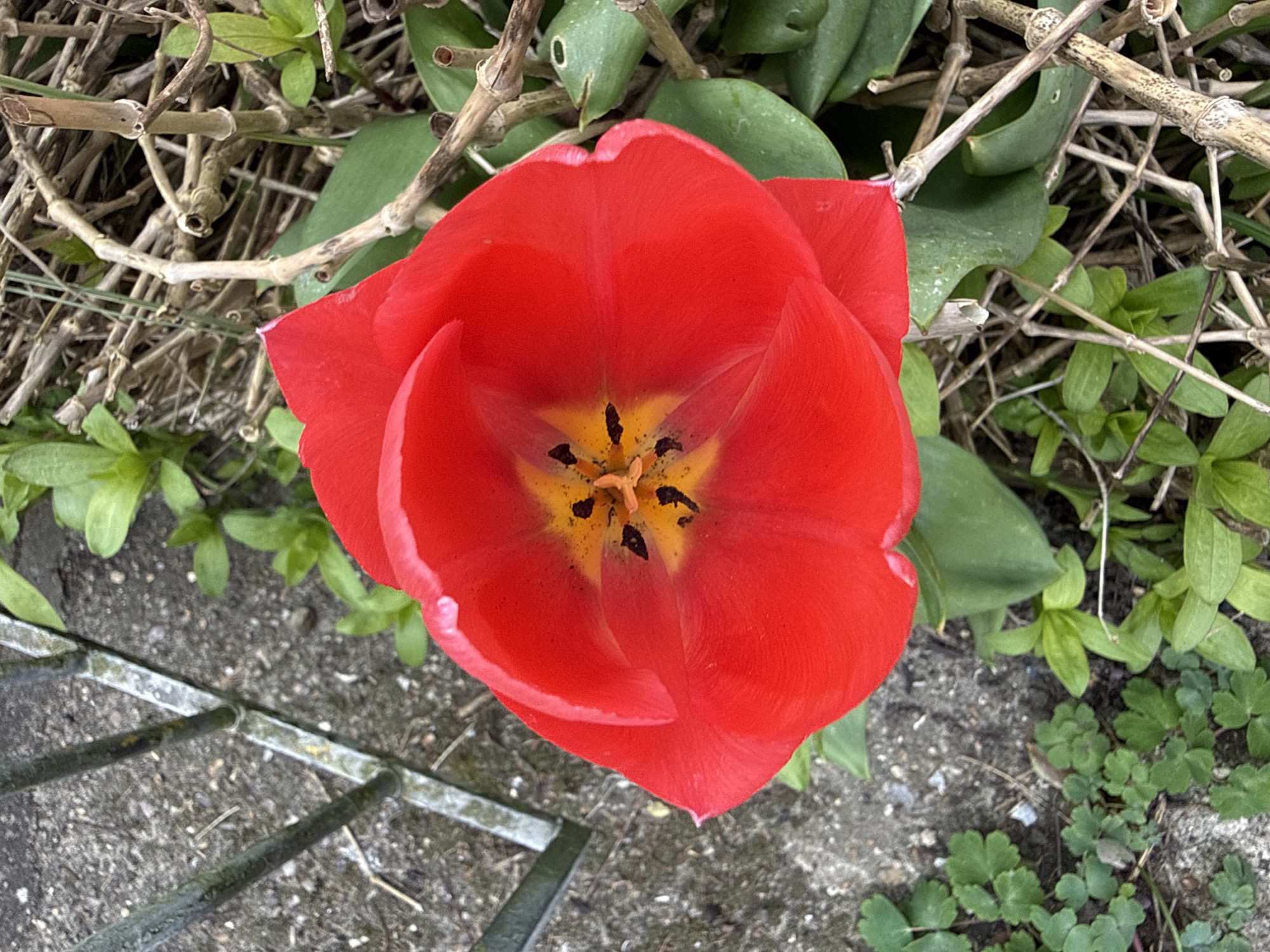 An overhead shot reveals a single, fully bloomed red tulip, its petals unfurled to showcase a yellow and black center. The flower sits amidst a backdrop of small green plants and dry, twig-like branches. A section of a grey metal fence or railing is visible in the lower left corner of the frame, resting on a grey concrete or asphalt surface. The location is Great Yarmouth, United Kingdom.
