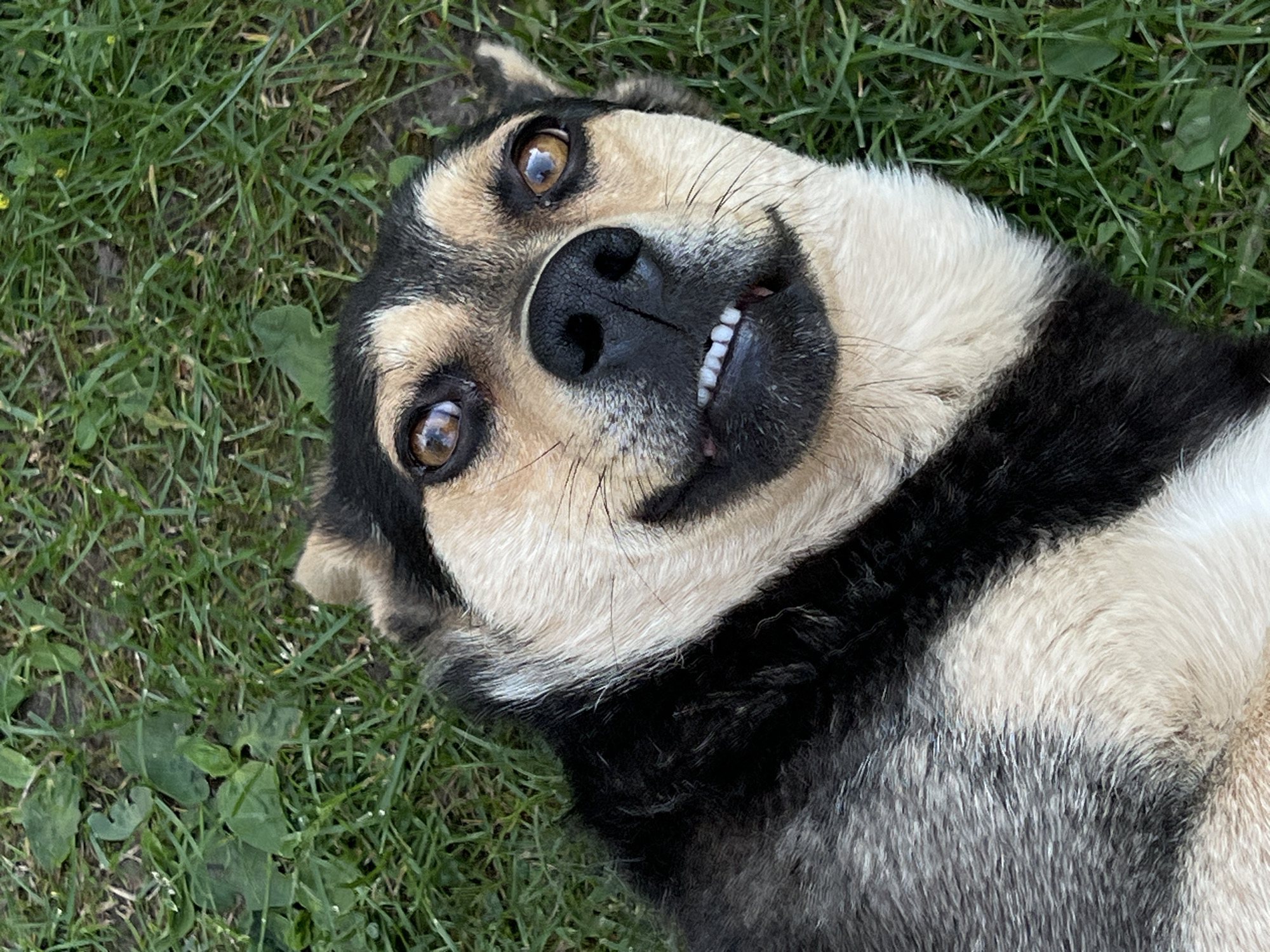 A dog is lying on its back on green grass in Vertelka, Ukraine. The dog is mostly black and tan with some white fur. It has large brown eyes and its mouth is open, revealing its teeth. The dog appears to be relaxed and happy. The background consists of grass, with some scattered leaves and small plants. The lighting suggests it is daytime. The image captures a close-up view of the dog's face and upper body.