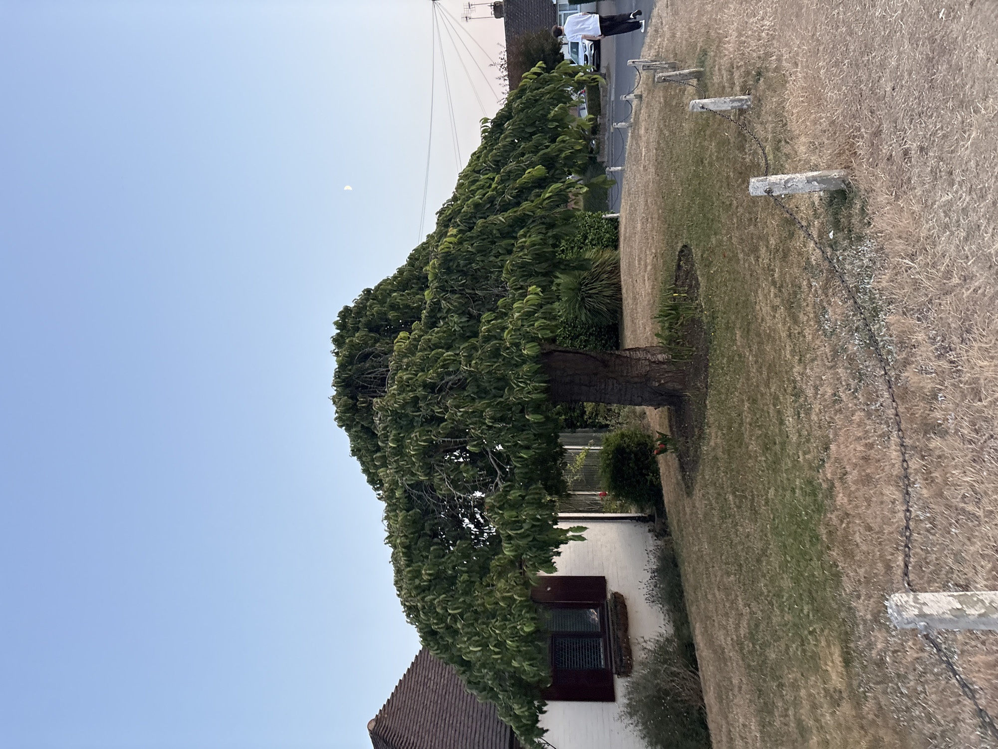 A residential scene in Chelmsford, United Kingdom, is captured at dusk. A large, mature tree with a dense canopy dominates the foreground, its branches spreading wide over a lawn that appears dry and somewhat parched. To the left, a white-painted house with a tiled roof and a dark-shuttered window is visible. A chain fence supported by concrete posts delineates the property line along a paved pathway. In the background, a street runs alongside the houses, with a white car parked on the right and a lone individual, dressed in a white t-shirt and dark trousers, walking away from the camera. The sky is a clear, pale blue, with a crescent moon visible. The overall impression is one of a quiet suburban evening.