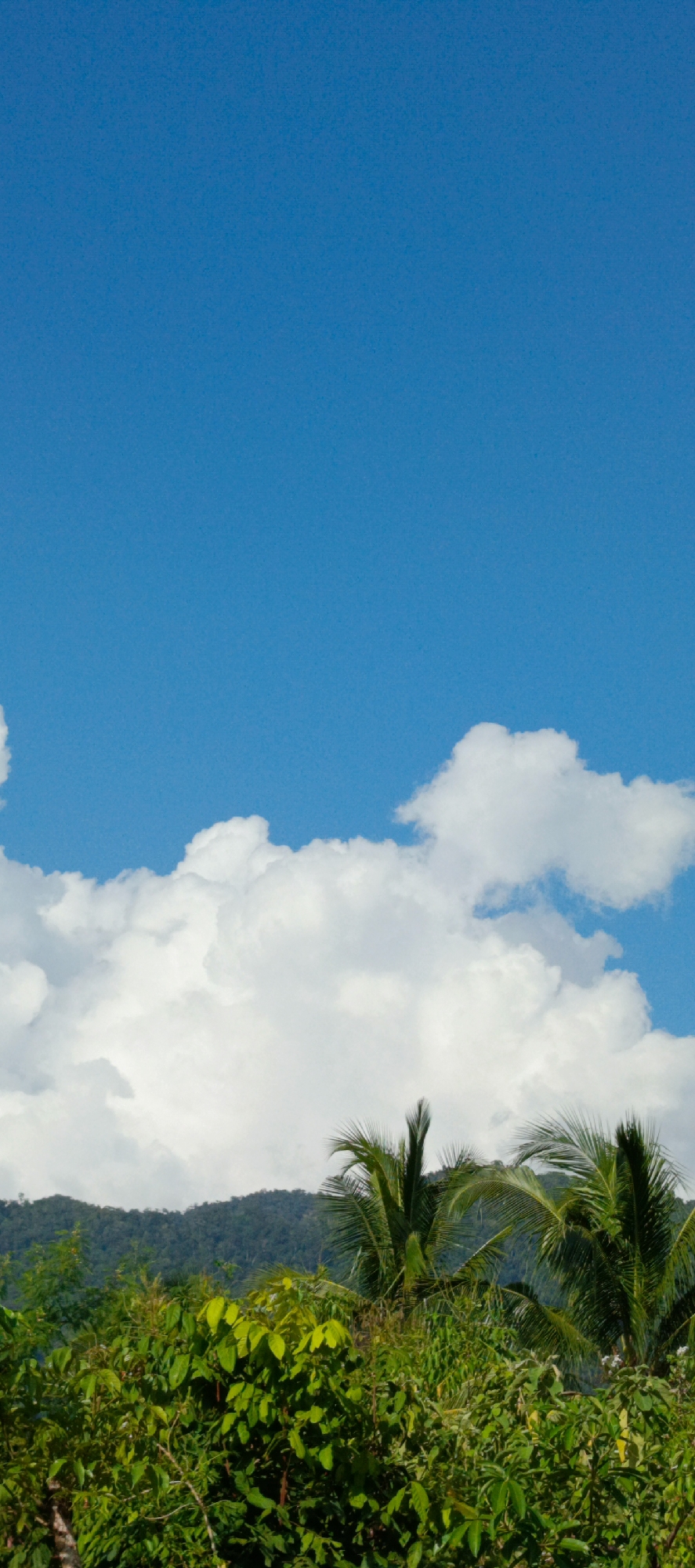 A vertical, full-frame shot captures a bright, clear blue sky dominating the upper half of the image. A band of large, puffy white cumulus clouds stretches horizontally across the middle of the frame, partially obscuring the distant, lush green, tree-covered mountains. In the foreground, a dense arrangement of various green foliage, including broad leaves and palm fronds from two coconut trees, occupies the bottom third of the image. The scene appears to be a natural landscape, likely in a tropical or subtropical region like Meunasahmesjid, Indonesia, given the vegetation and clear skies. There are no people or specific actions depicted.