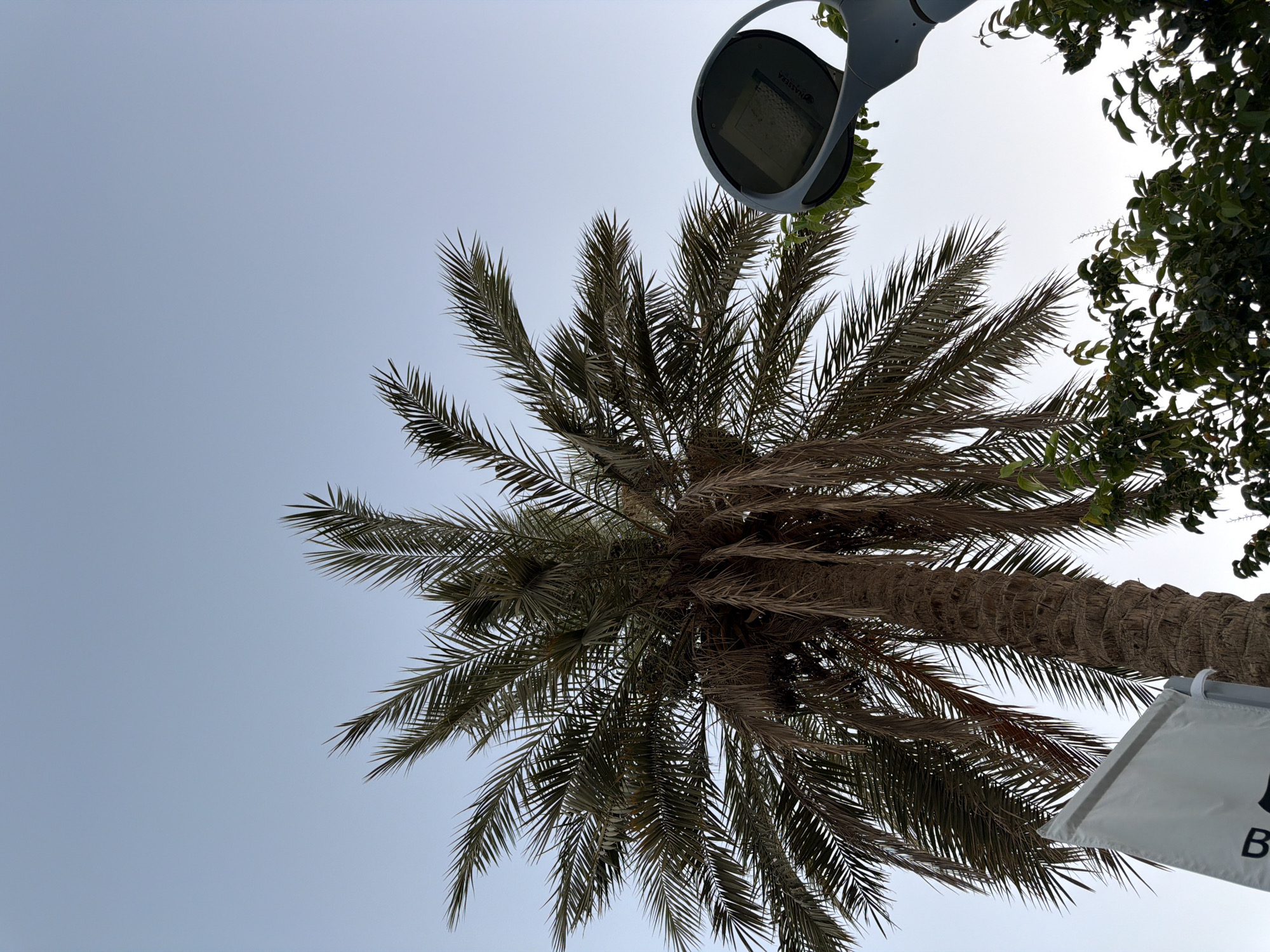 The image captures an upward view of a date palm tree against a clear, pale blue sky. To the right, a modern grey street lamp with an LED panel is partially visible, angled towards the palm. The textured trunk of the palm tree is prominent, with its fronds fanning out overhead, some appearing dry and brown, interspersed with green foliage. In the lower left corner, a white flag or banner with black lettering, including the letter "B," is partially visible. Lush green foliage from another plant is seen at the bottom right and peeking through the palm fronds. The scene appears to be an outdoor public space in Sharm El Sheikh, Egypt, likely during daylight hours.