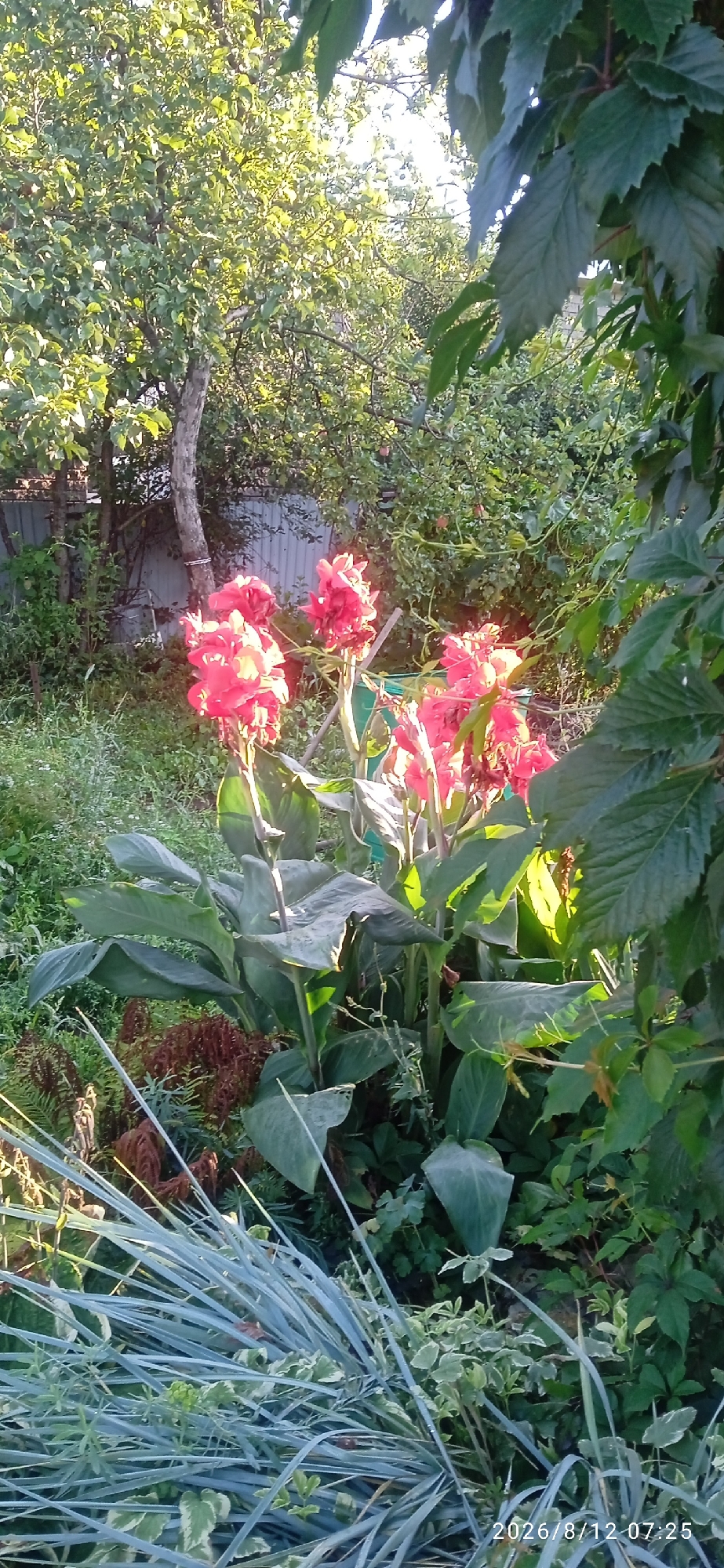 In an outdoor garden setting, likely within the city of Blagoveshchensk, Russia, a cluster of vibrant red Canna lilies are in bloom. The lilies are the prominent subjects, with their large, paddle-shaped leaves and bright flower stalks reaching upwards. The plants are situated amidst a lush backdrop of various green foliage, including trees with dappled sunlight filtering through their leaves. In the lower portion of the image, ornamental grasses with a silvery-blue hue add texture and contrast. The background reveals a metal fence, suggesting a residential or cultivated area. The scene is illuminated by natural sunlight, casting soft shadows and highlighting the vivid colors of the flowers and leaves. A timestamp in the lower right corner indicates the image was captured on August 12, 2026, at 07:25.