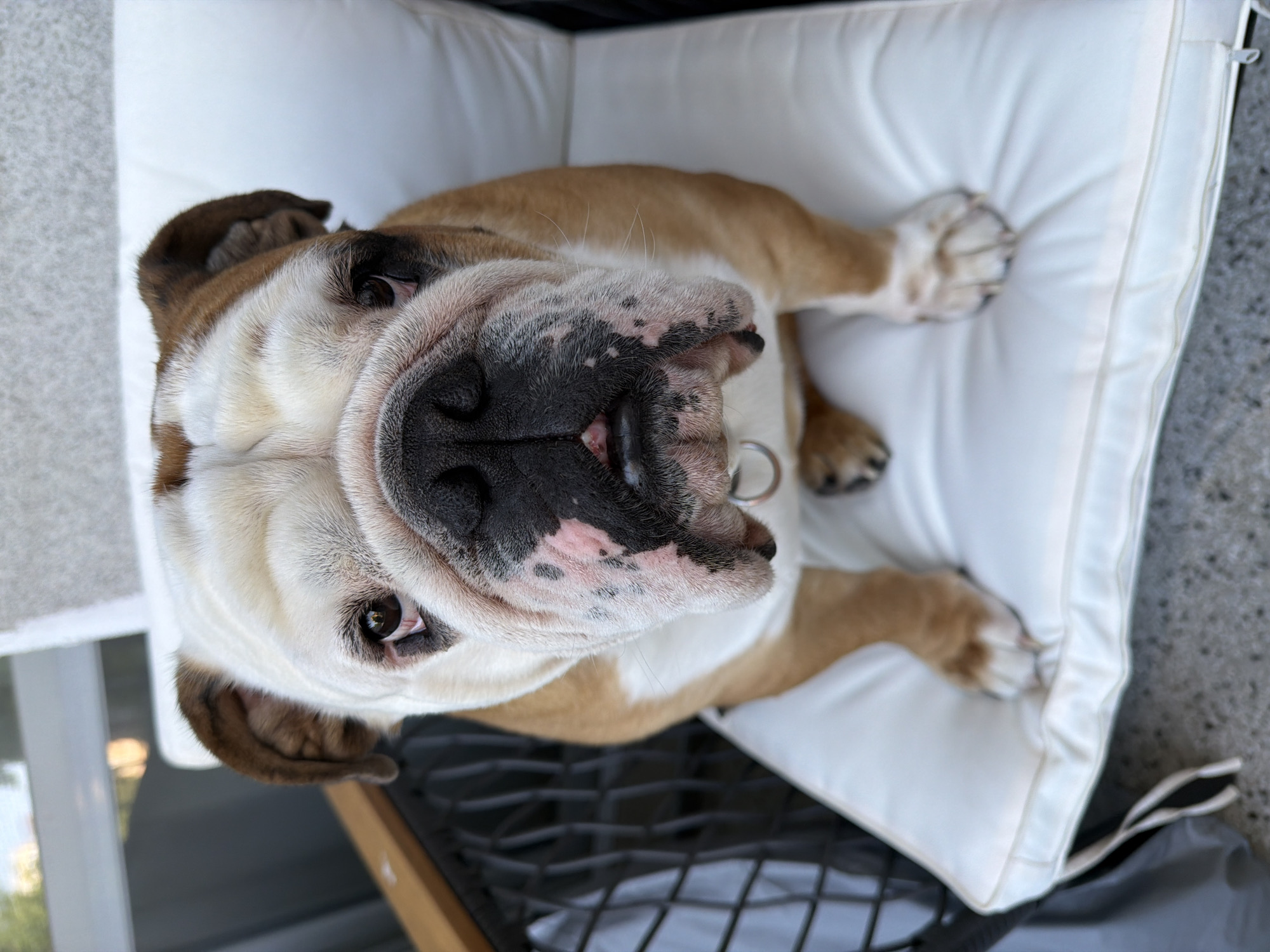 A close-up, eye-level, medium shot features a light brown and white English Bulldog sitting upright on a white cushion on a black metal chair. The dog is positioned in the center of the frame, facing the camera directly. Its head is large and wrinkled, with droopy brown ears and dark eyes. The dog's snout is black and prominent, with pinkish-tan markings around the nose and mouth. A silver ring is visible on a collar around its neck. The background is blurred, showing hints of a window with natural light and what appears to be a concrete floor with a textured pattern. The image lacks any identifiable landmarks or specific details that would indicate its location within the city of Sofia, Bulgaria.