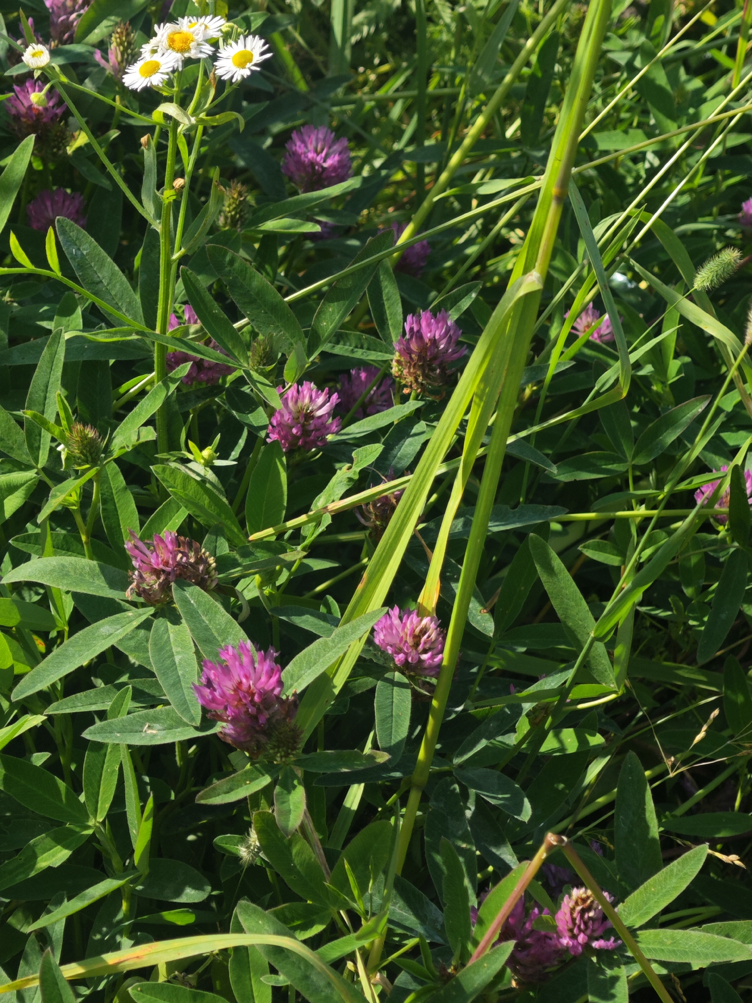 This is a close-up, eye-level shot of a field filled with clover and grass, bathed in bright sunlight, suggesting it is a sunny day. The time of day is likely midday or early afternoon due to the strong shadows cast by the foliage. The vibrant green of the leaves and the bright purple of the clover flowers indicate it is summertime. The scene is a natural outdoor setting, possibly a meadow or field in Хлевино, Russia. There are no people or identifiable man-made objects. The focus is on the rich texture and colors of the vegetation. Several prominent purple clover flowers are visible, along with clusters of smaller white flowers, likely daisies or a similar wildflower, interspersed with lush green leaves and tall blades of grass. The overall mood is one of natural abundance and tranquility. There is no visible text in the image.