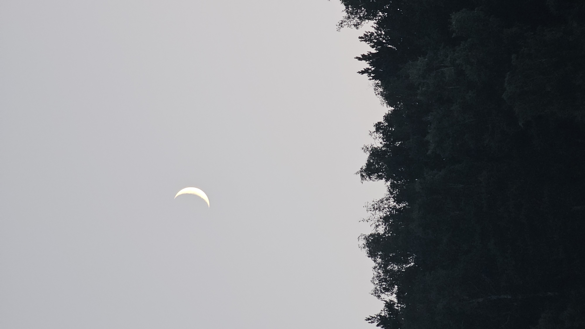 The image shows a crescent moon in a pale, overcast sky above a dense line of dark trees. The trees form a thick, dark silhouette against the lighter sky. The moon is positioned in the upper left quadrant of the image. The scene appears to be a natural landscape, possibly a forest edge at dusk or dawn. There is no indication of any specific location within Yekaterinburg, Russia. The image is devoid of any human presence or activity.