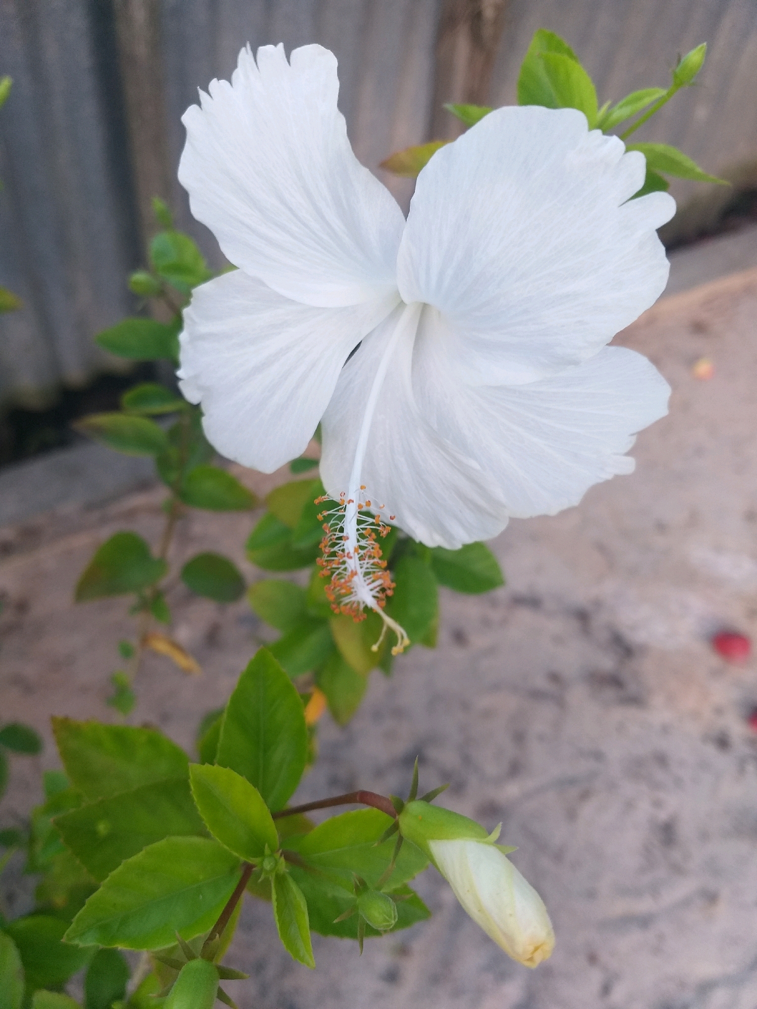 A close-up shot showcases a vibrant white hibiscus flower in full bloom, with its delicate petals unfurling against a muted background. The flower's stamen, tipped with orange, protrudes from the center, adding a touch of color. The plant's lush green leaves and a tightly closed bud are visible below, hinting at future blooms. The setting appears to be an outdoor environment, possibly a garden or a pathway in Dumai City, Indonesia, with a textured, concrete-like surface in the background, suggesting an urban or semi-urban landscape. The lighting is soft, highlighting the texture of the petals and leaves.